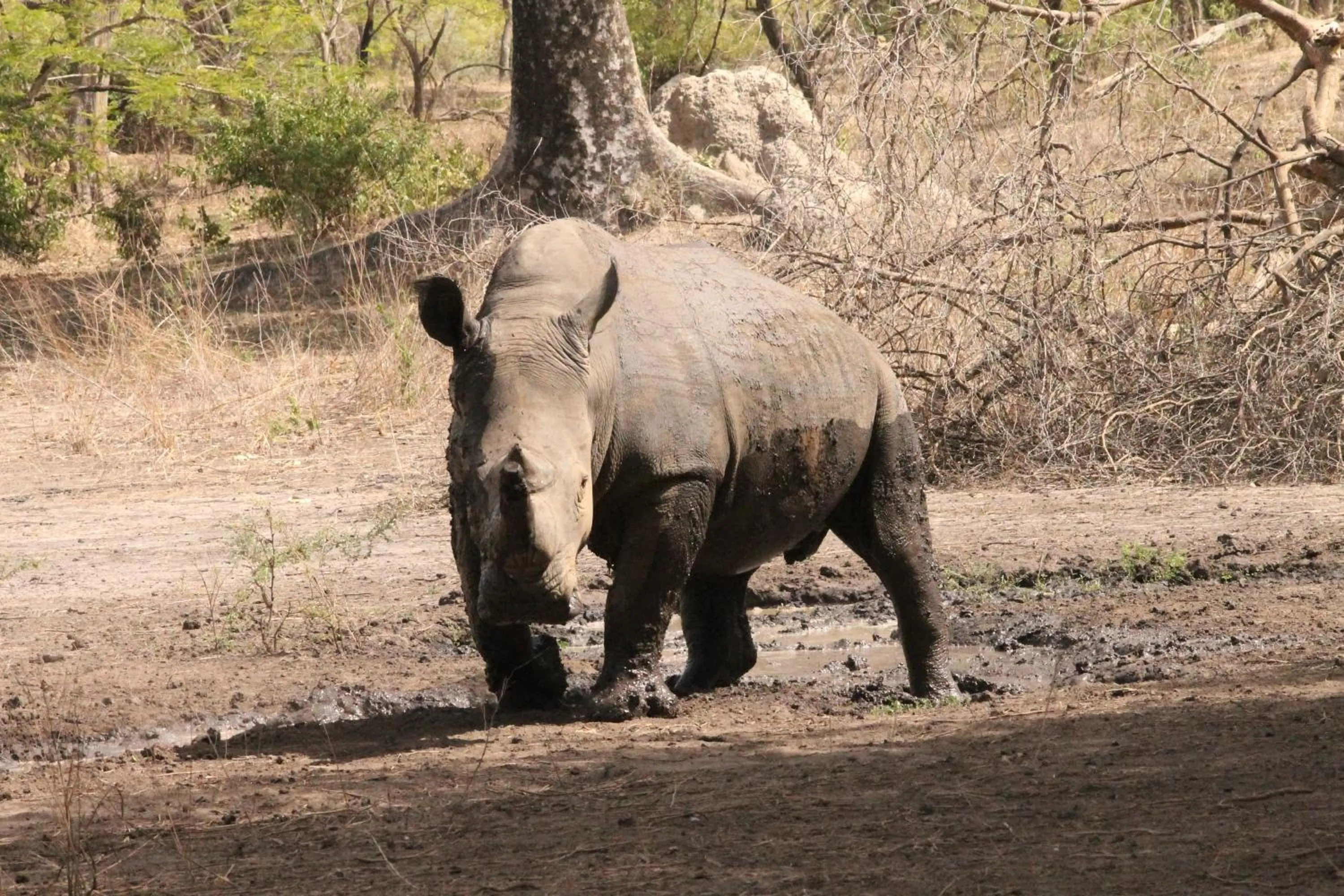 Other in Fathala Wildlife Reserve