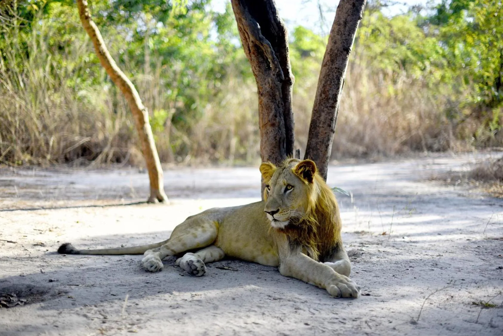 Animals in Fathala Wildlife Reserve