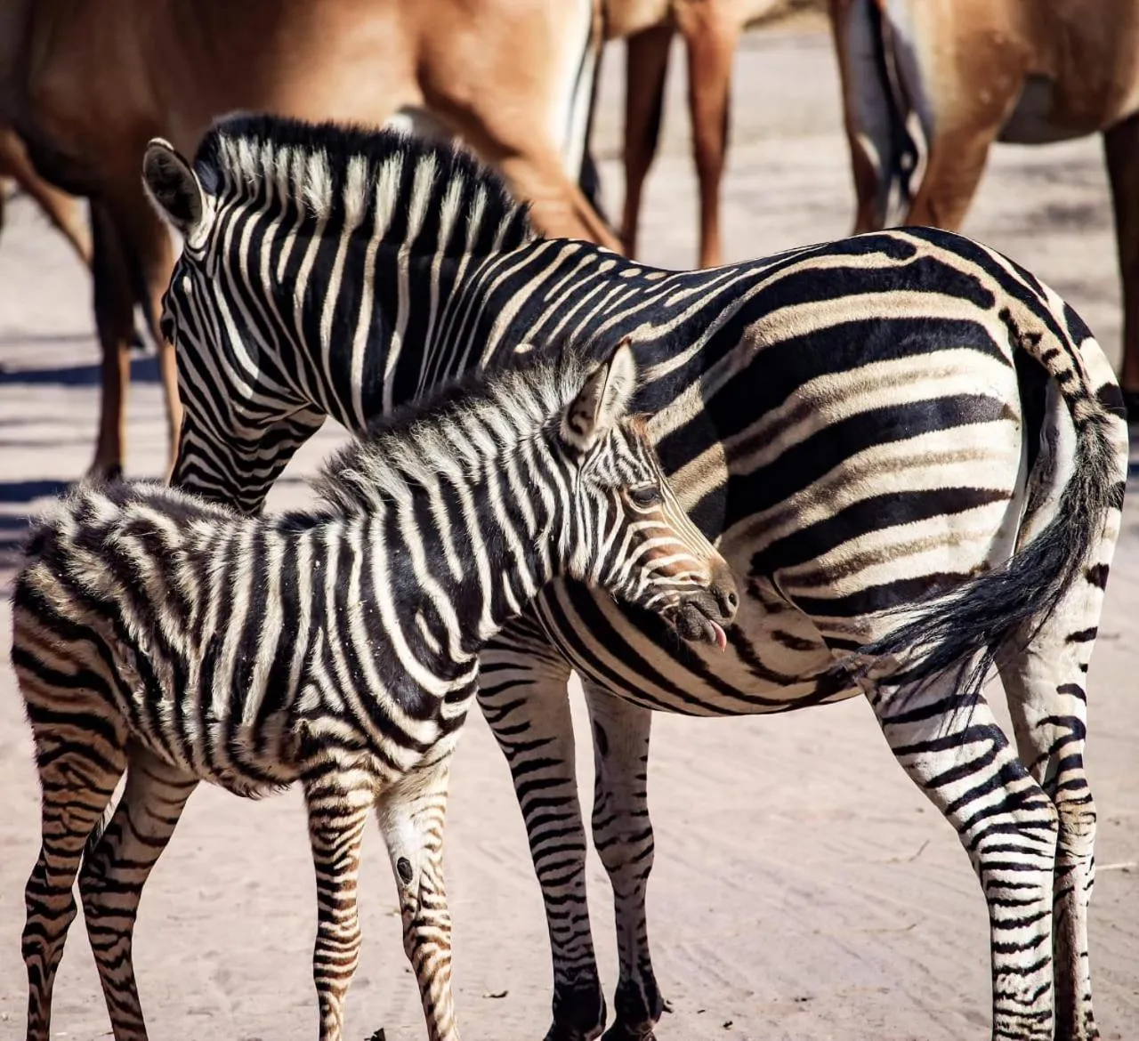 Animals in Fathala Wildlife Reserve