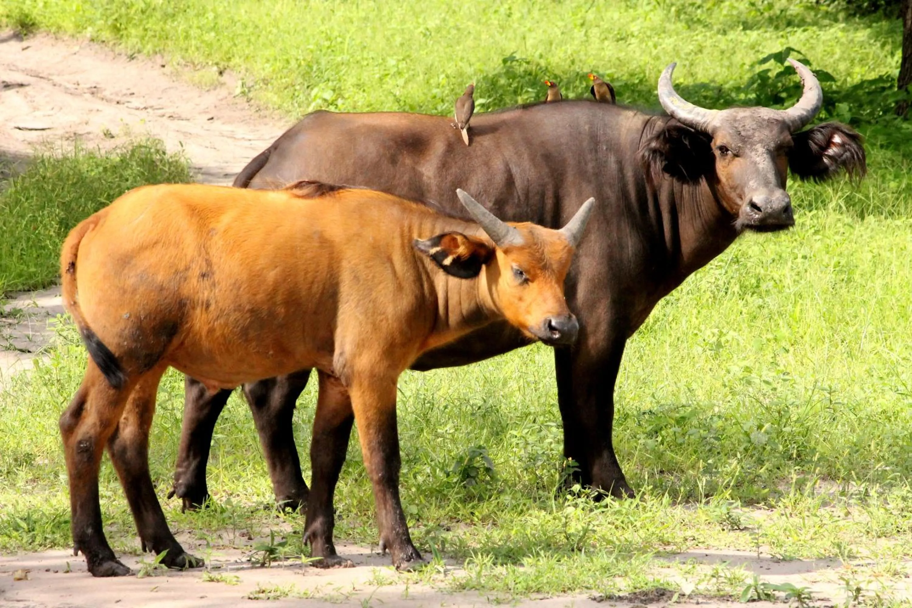 Other in Fathala Wildlife Reserve