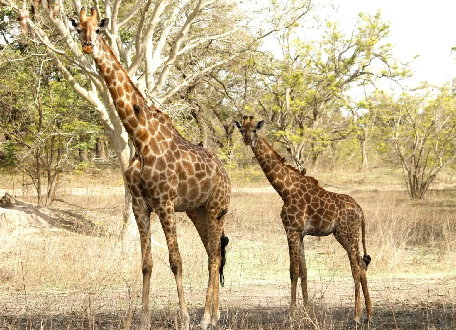 Animals in Fathala Wildlife Reserve