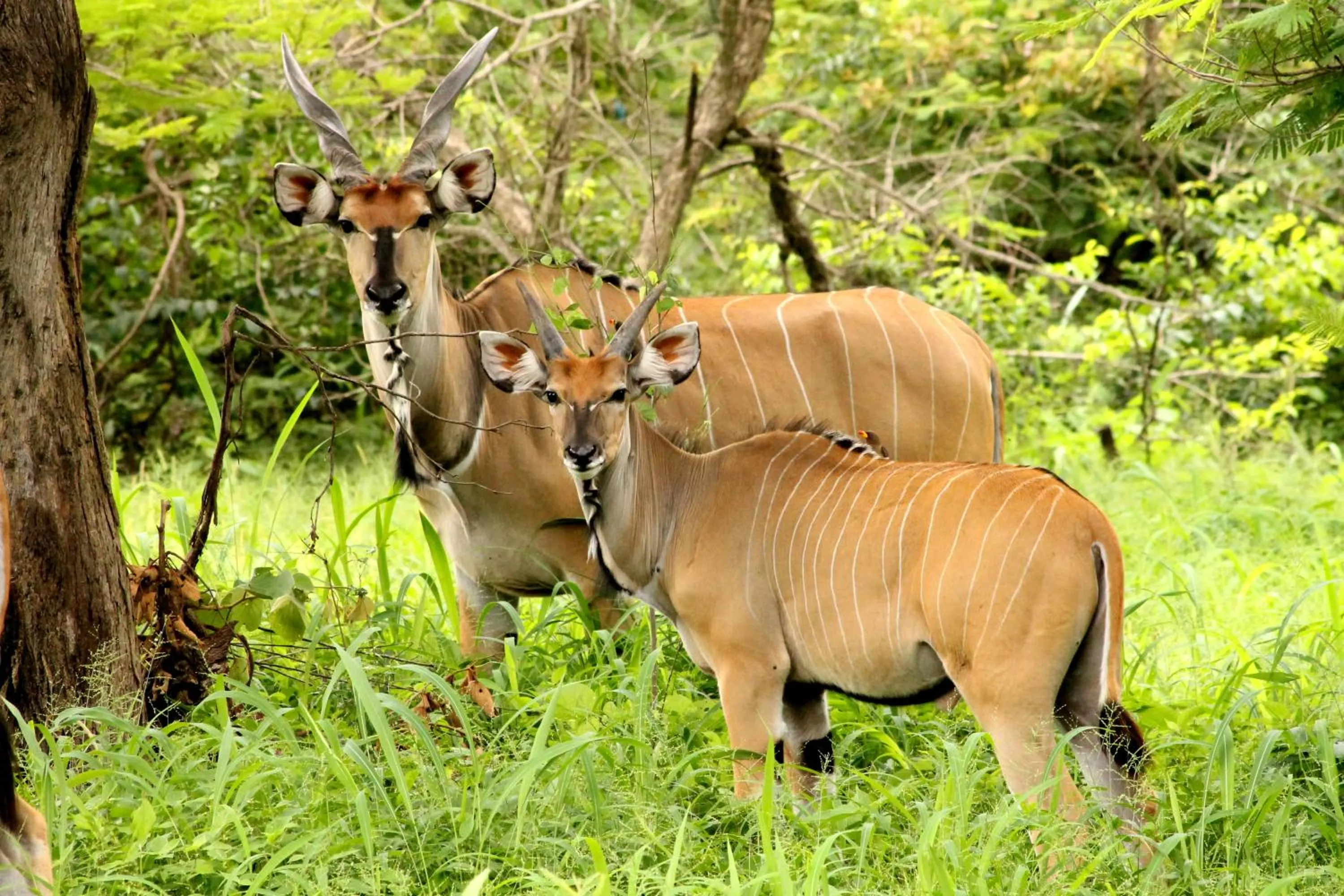 Other in Fathala Wildlife Reserve