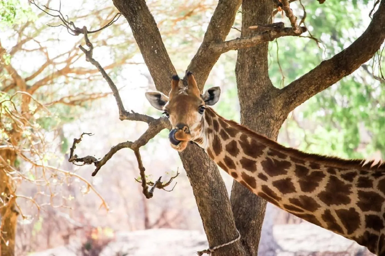 Animals in Fathala Wildlife Reserve