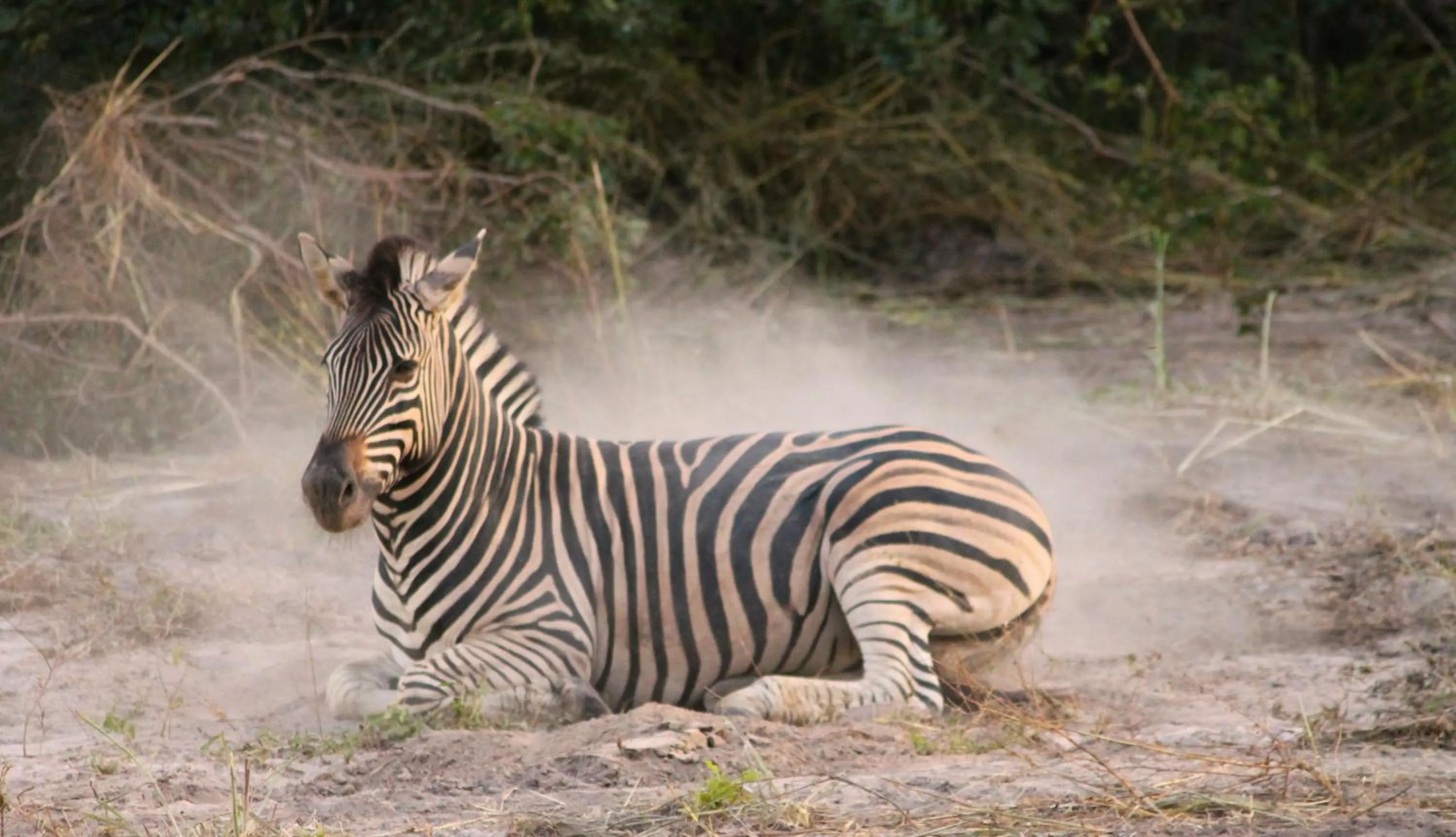 Other in Fathala Wildlife Reserve