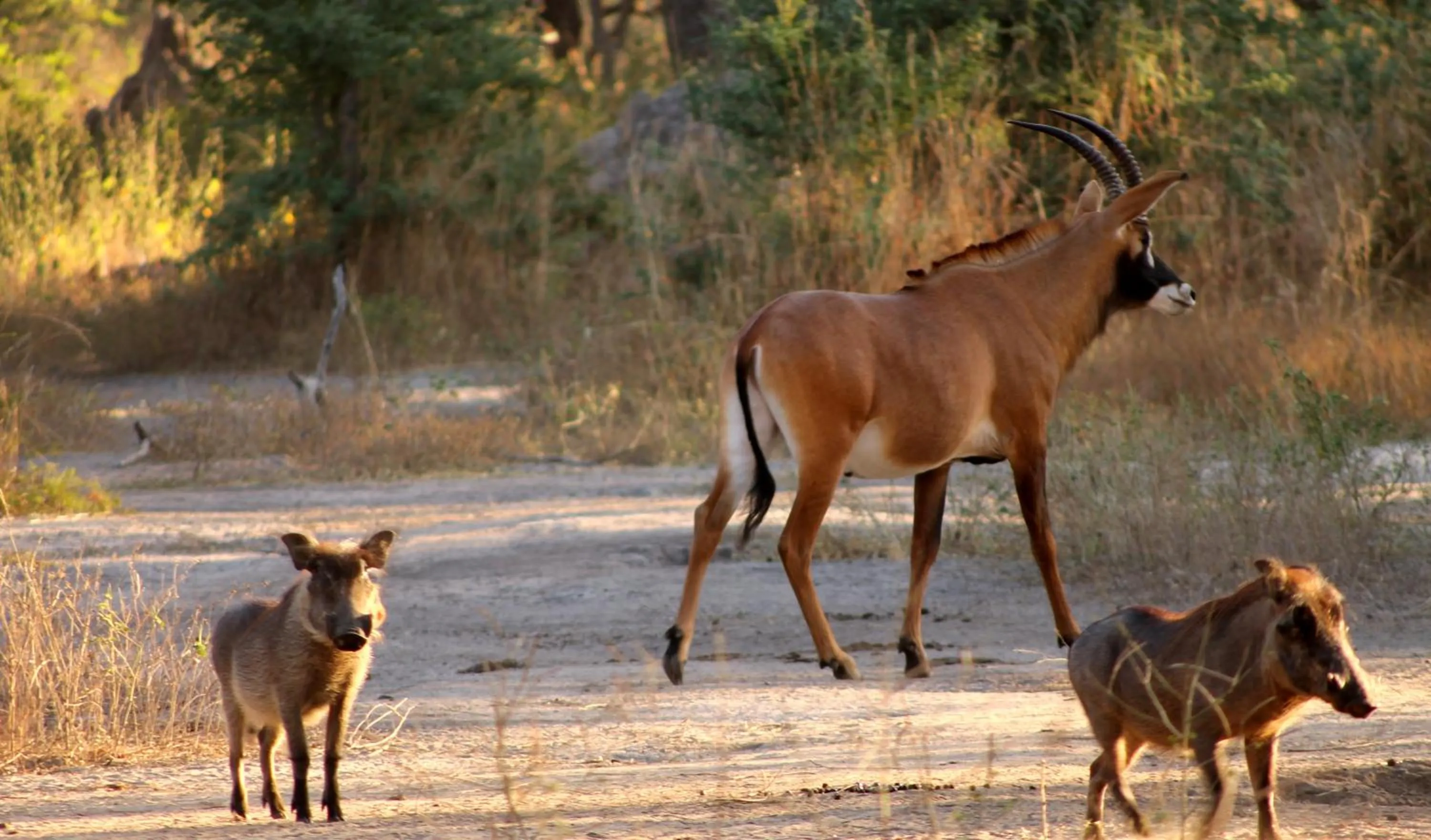 Other in Fathala Wildlife Reserve