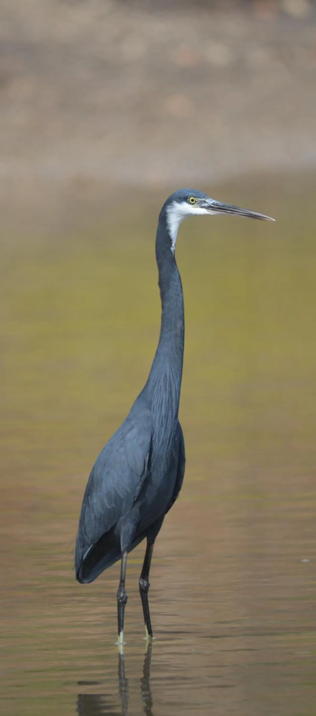 Animals in Fathala Wildlife Reserve