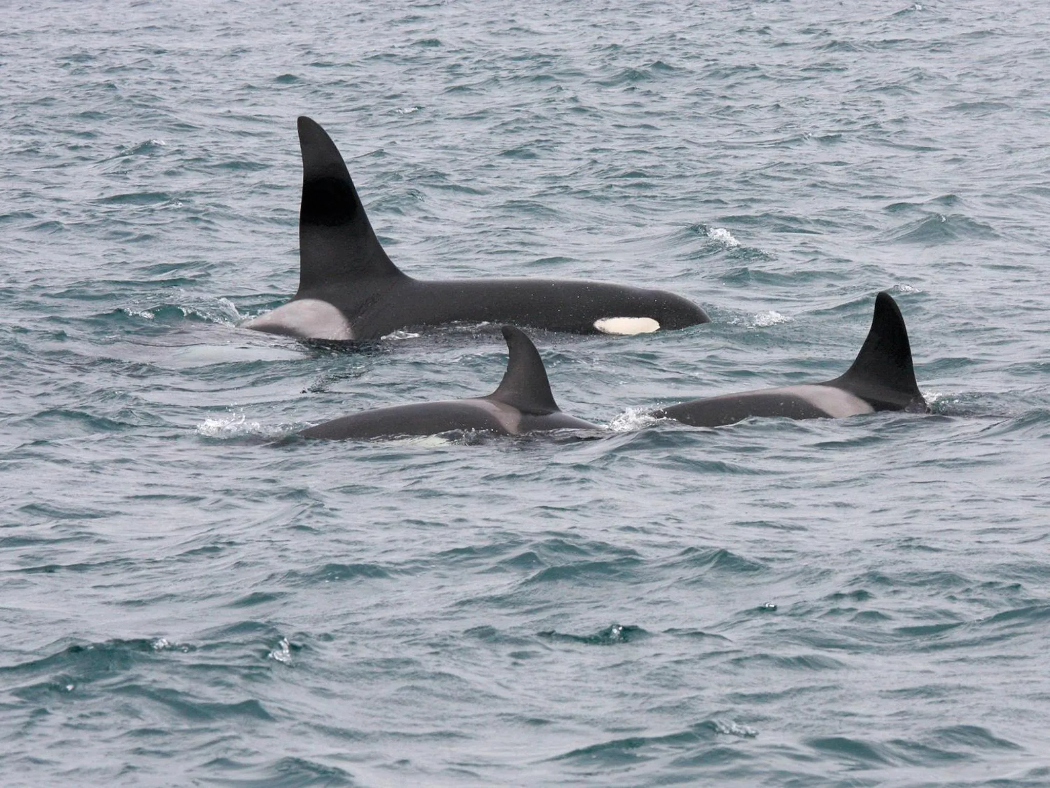 Other in Arctic Panorama Lodge