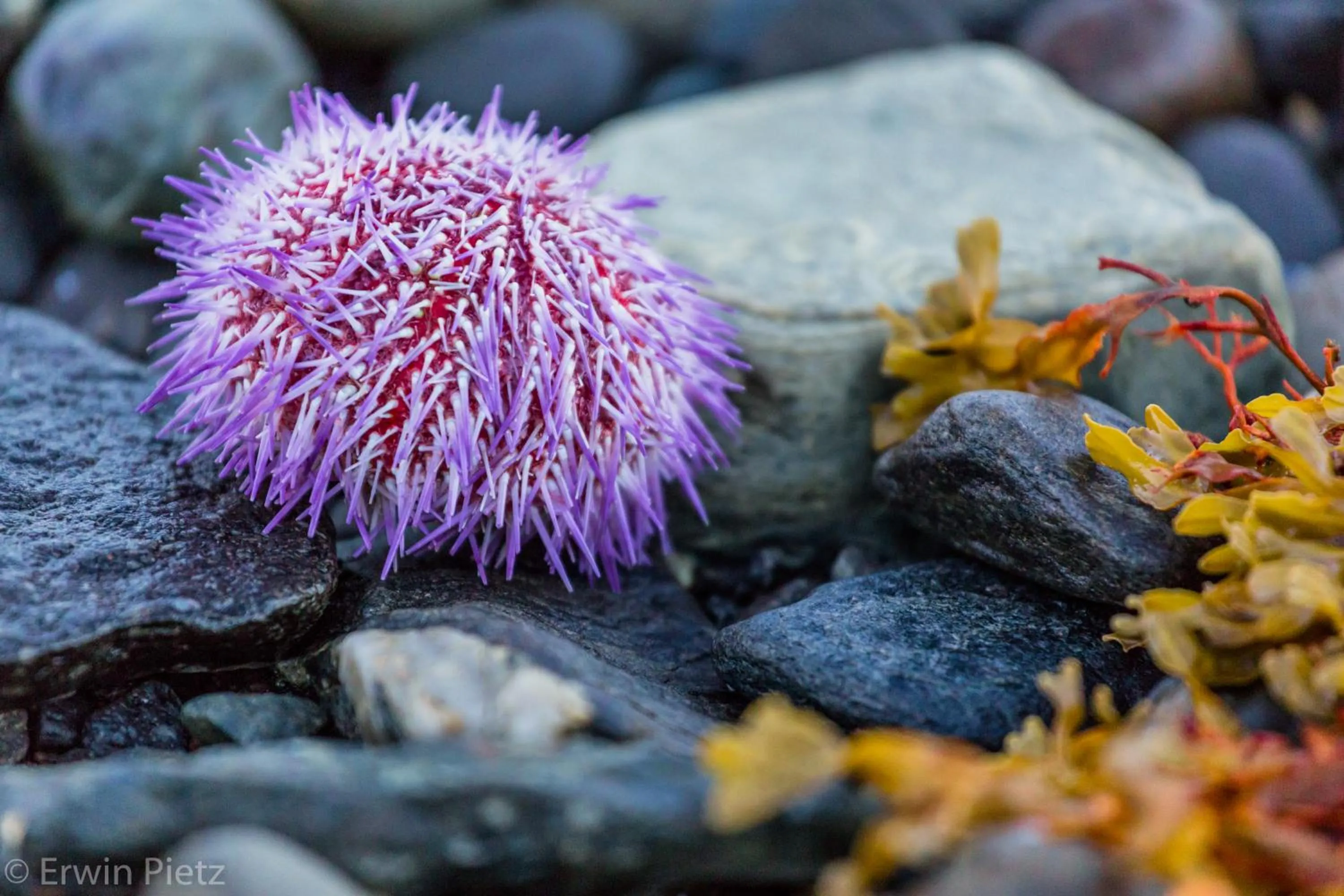 Beach in Arctic Panorama Lodge