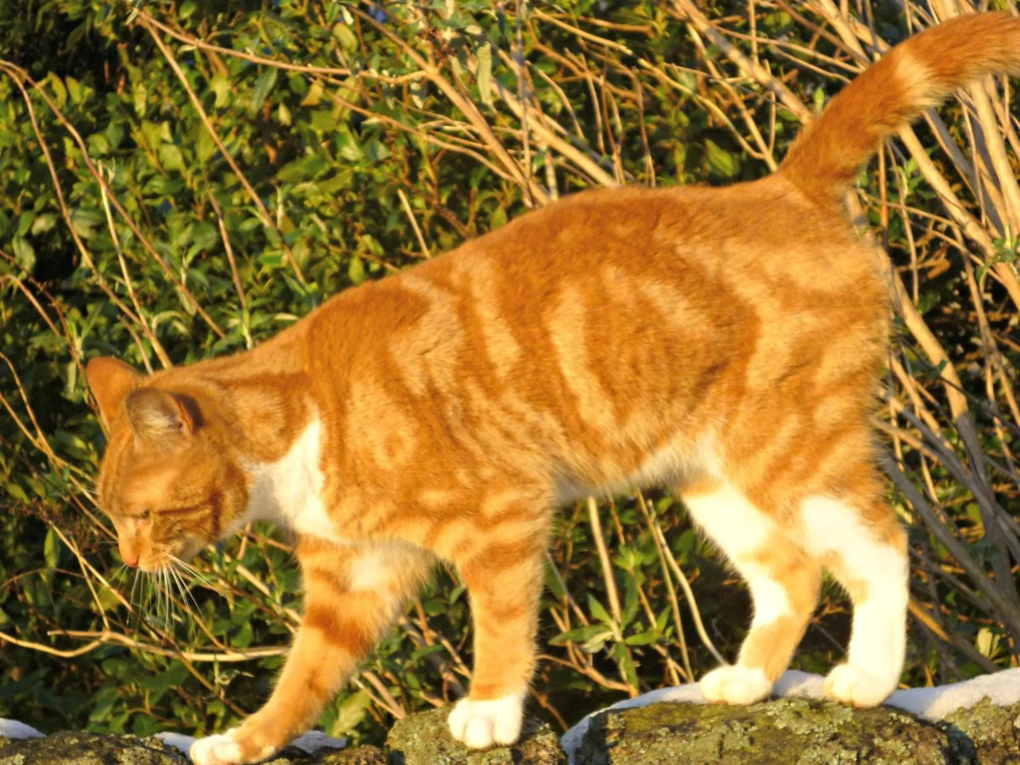 Pets in Rye Hill Farm