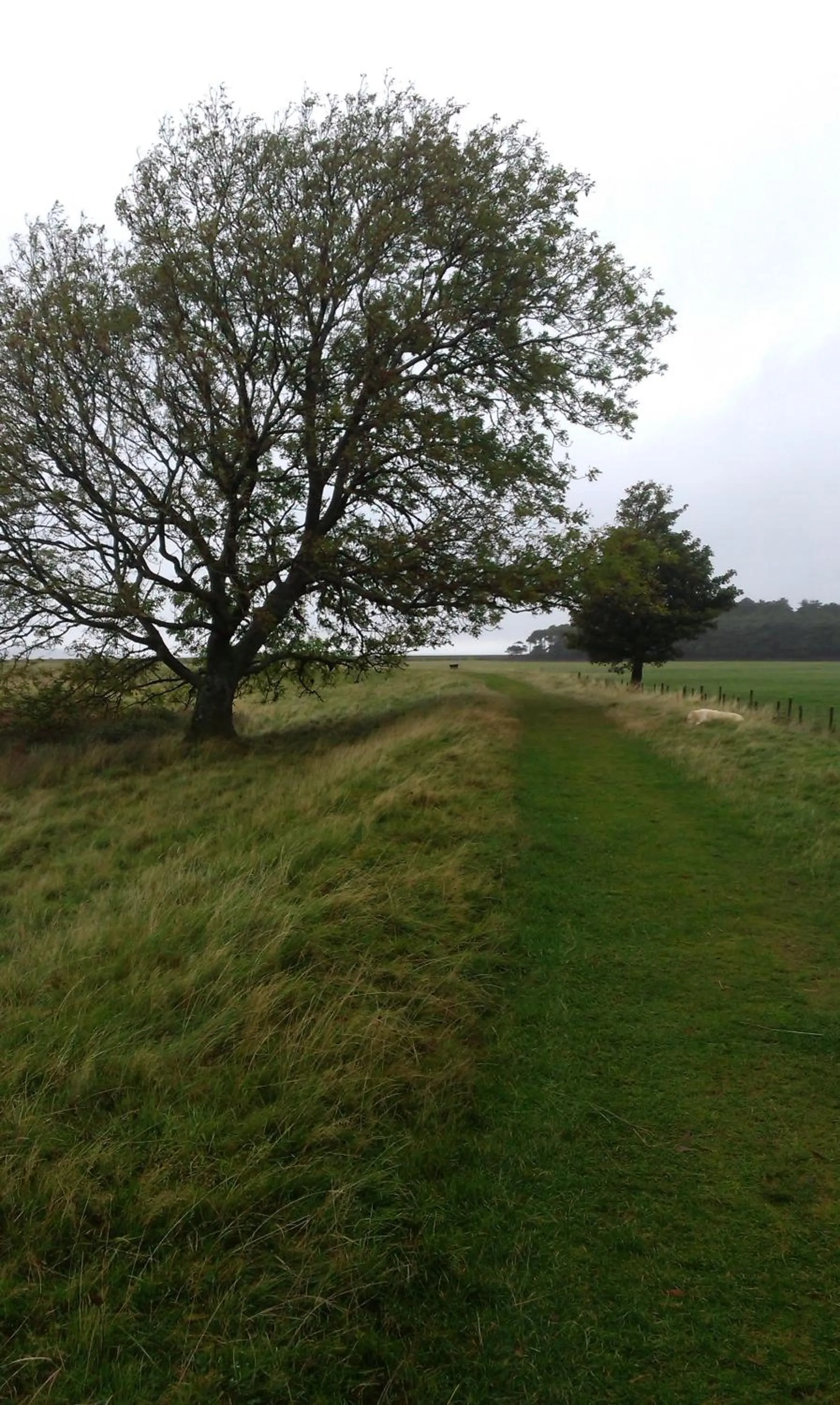 Natural landscape in Min y Don Guest House