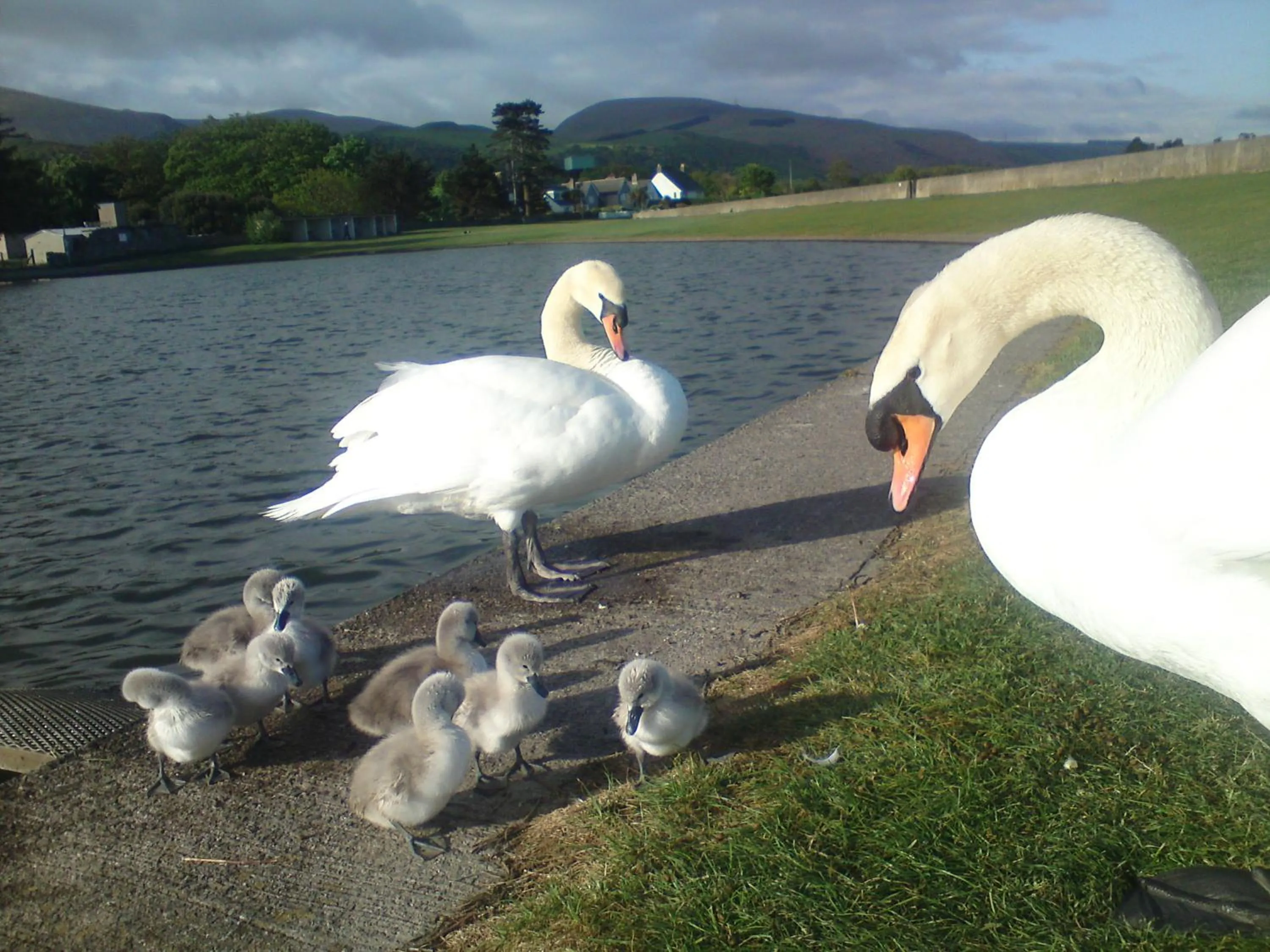 Animals in Min y Don Guest House