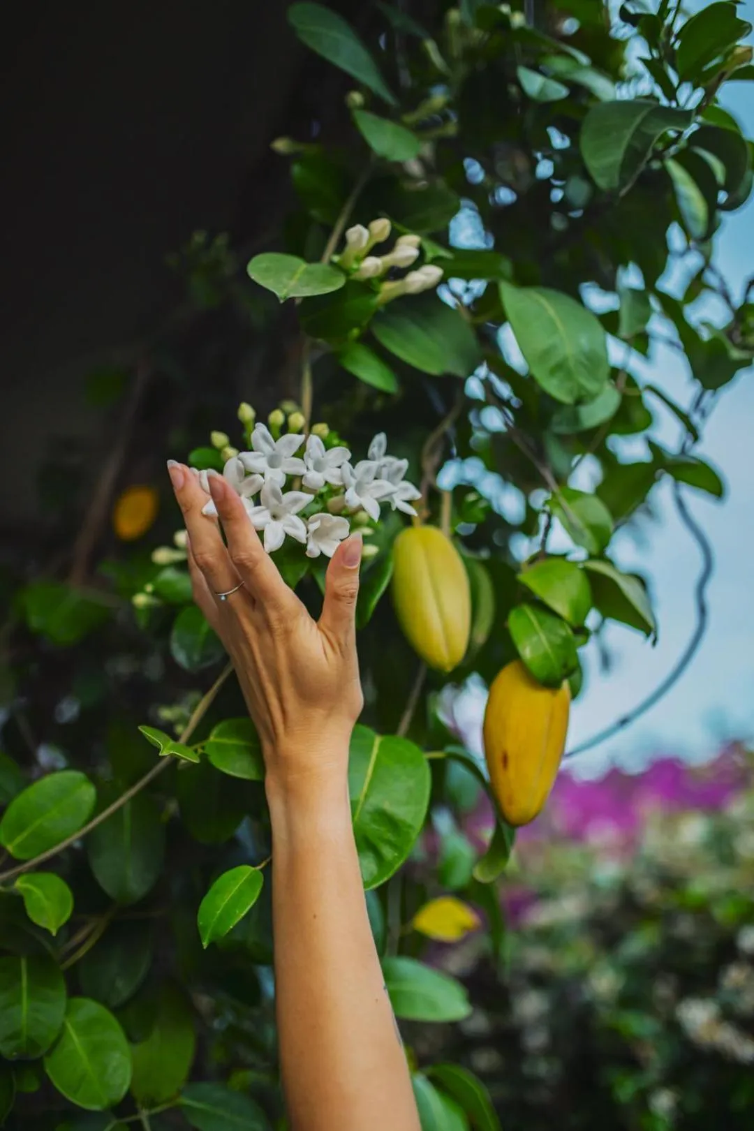 Garden in Hotel Villa Taormina