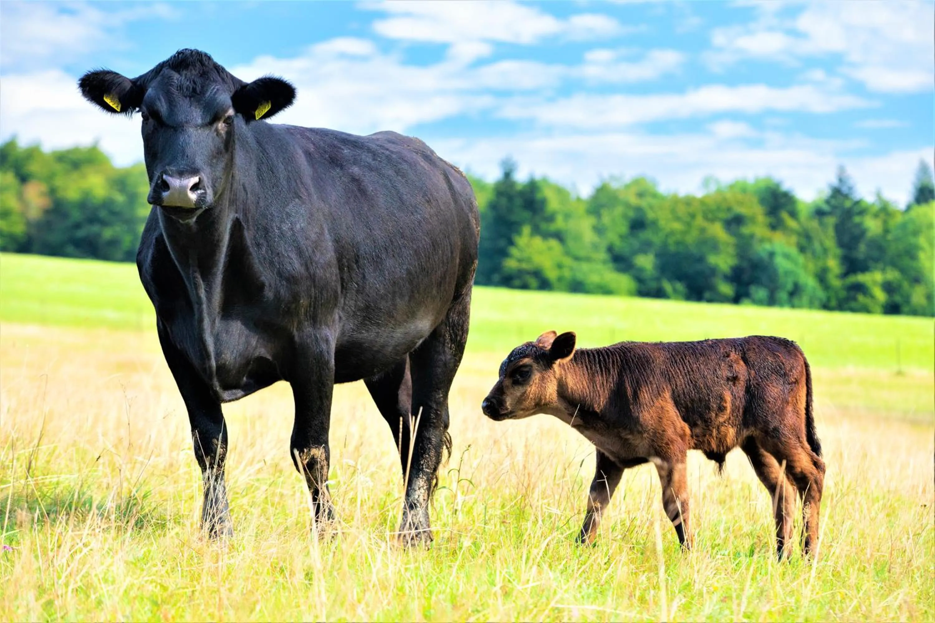 Natural landscape in Końska Dolina