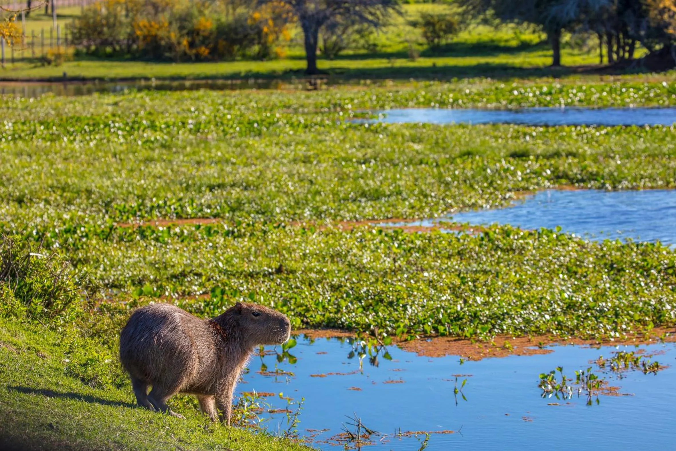 Day in Estancia San Agustin