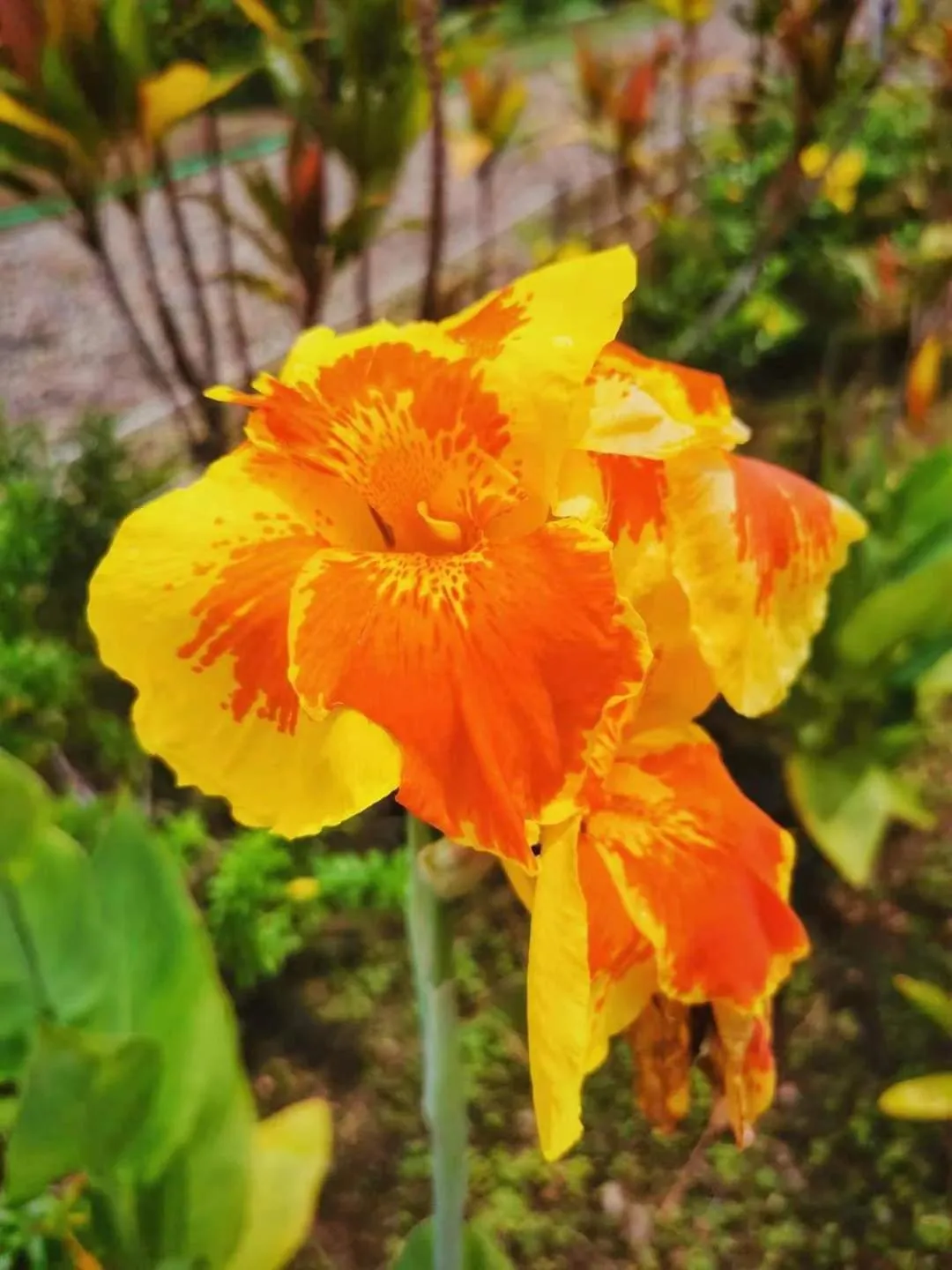 Garden view in Timba Garden FREE TOWN AND JETTY TRANSPORT