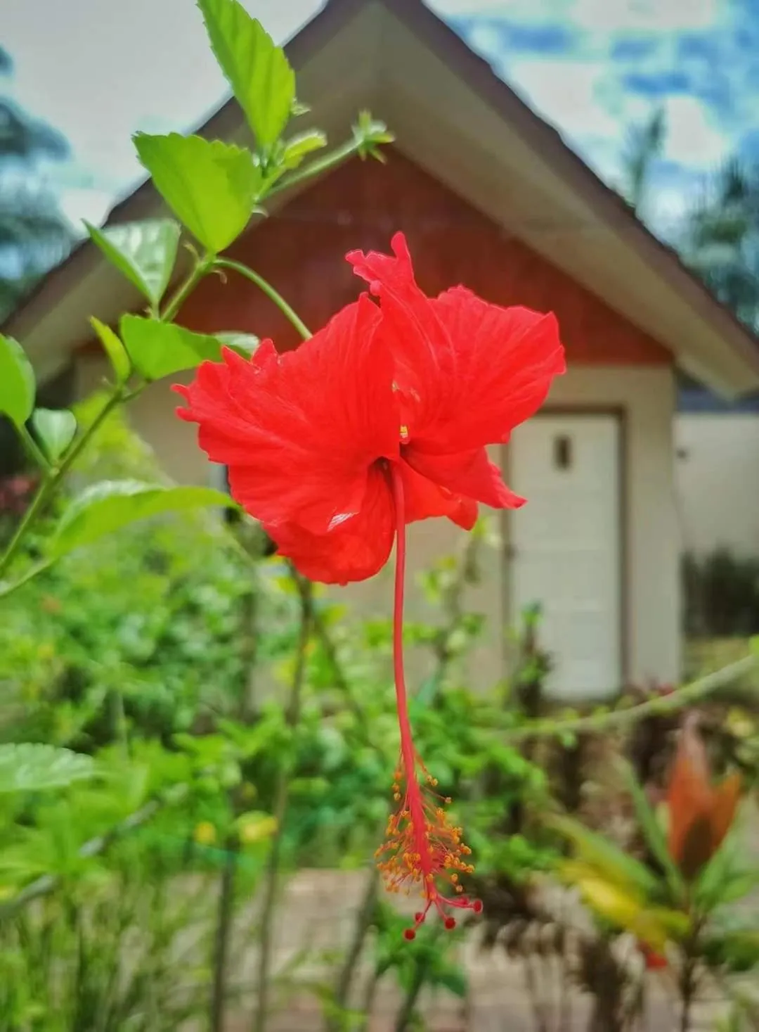 Garden view in Timba Garden FREE TOWN AND JETTY TRANSPORT