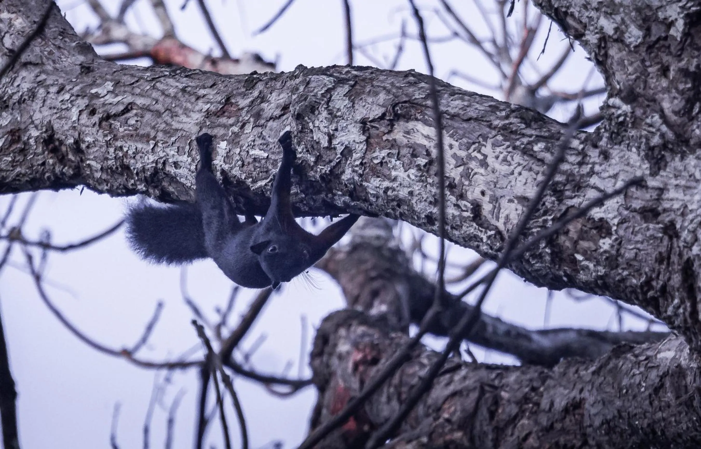 Animals in Timba Garden FREE TOWN AND JETTY TRANSPORT