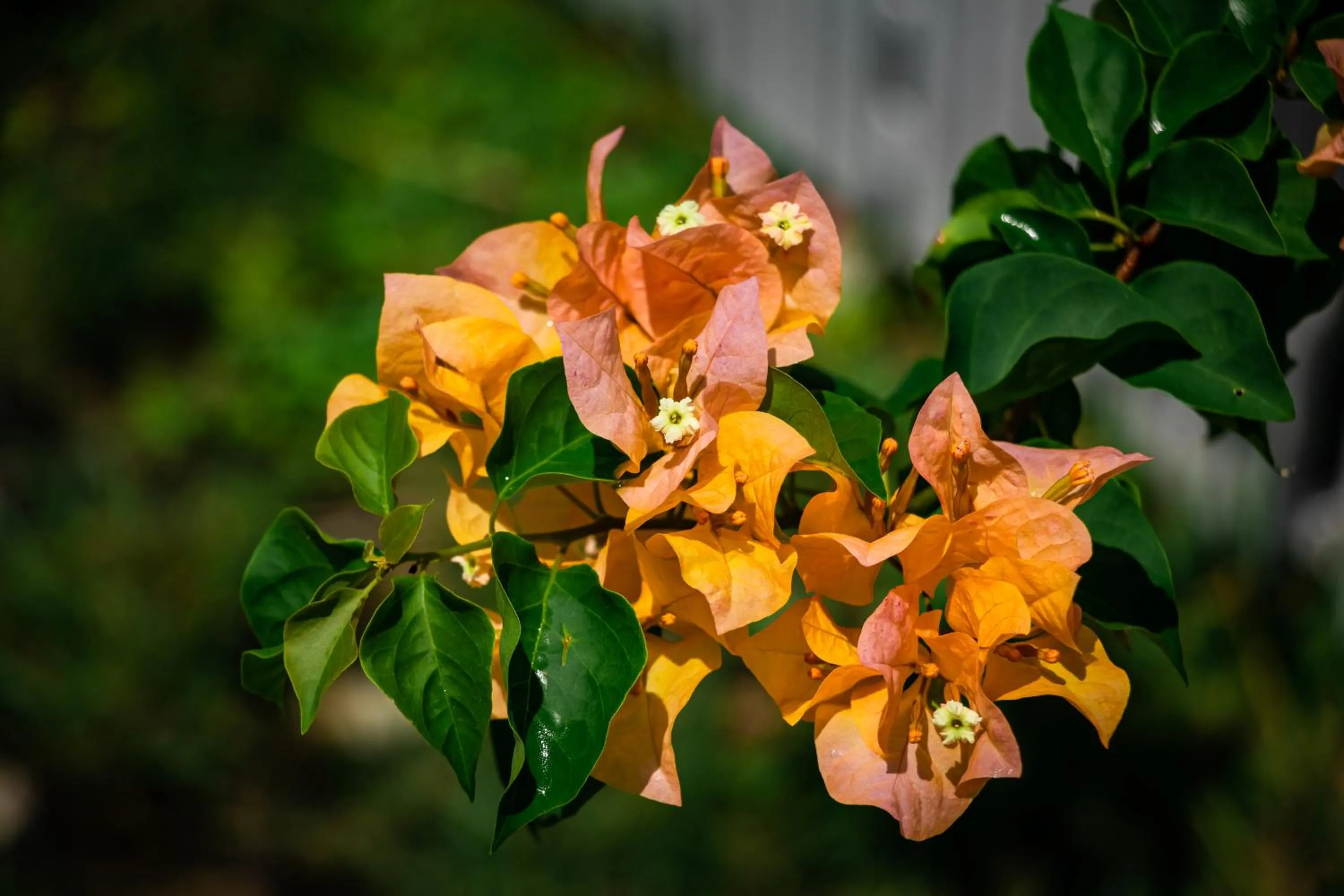 Garden view in Timba Garden FREE TOWN AND JETTY TRANSPORT