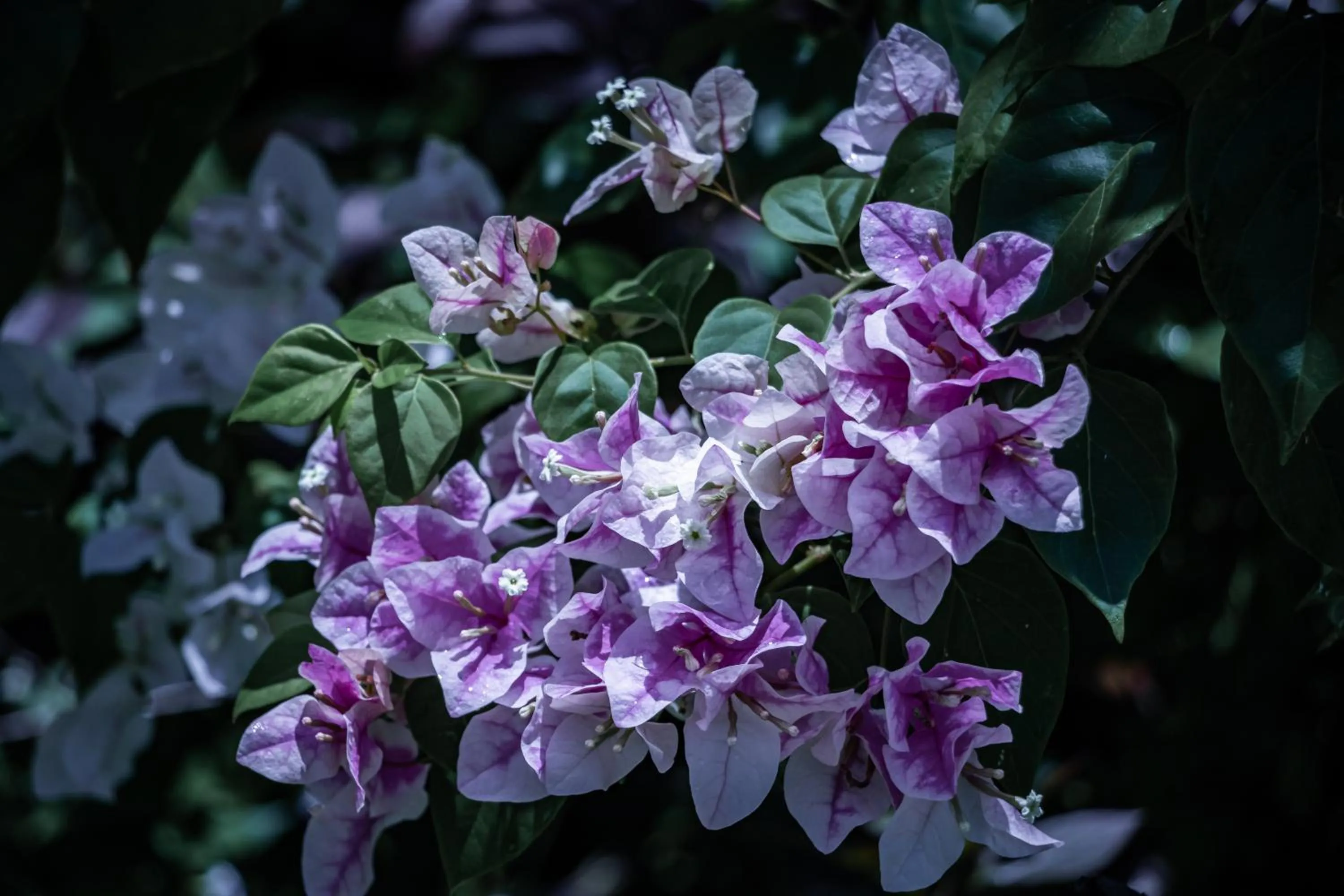 Garden view in Timba Garden FREE TOWN AND JETTY TRANSPORT