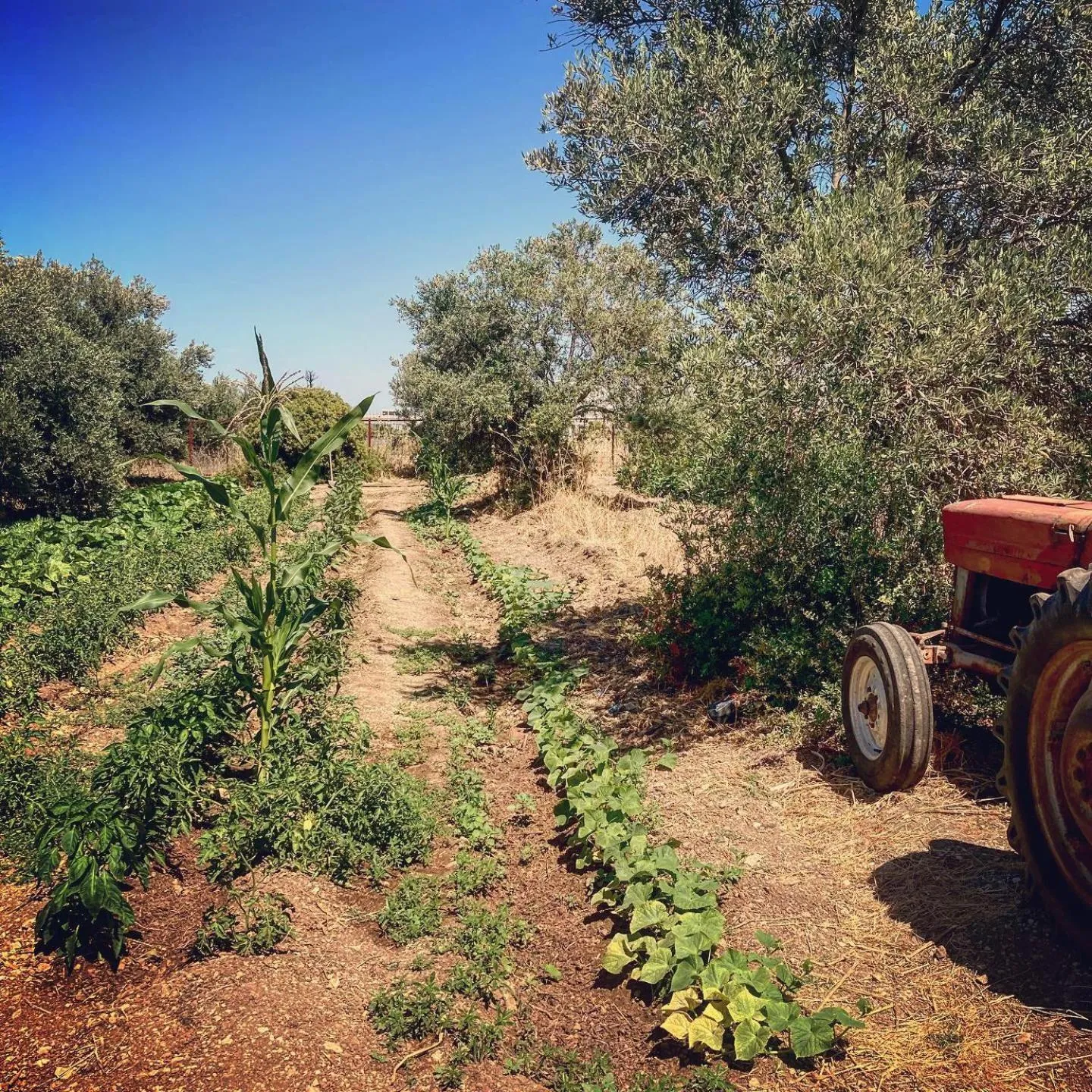 Natural landscape in Bare Hill Holiday Apartments