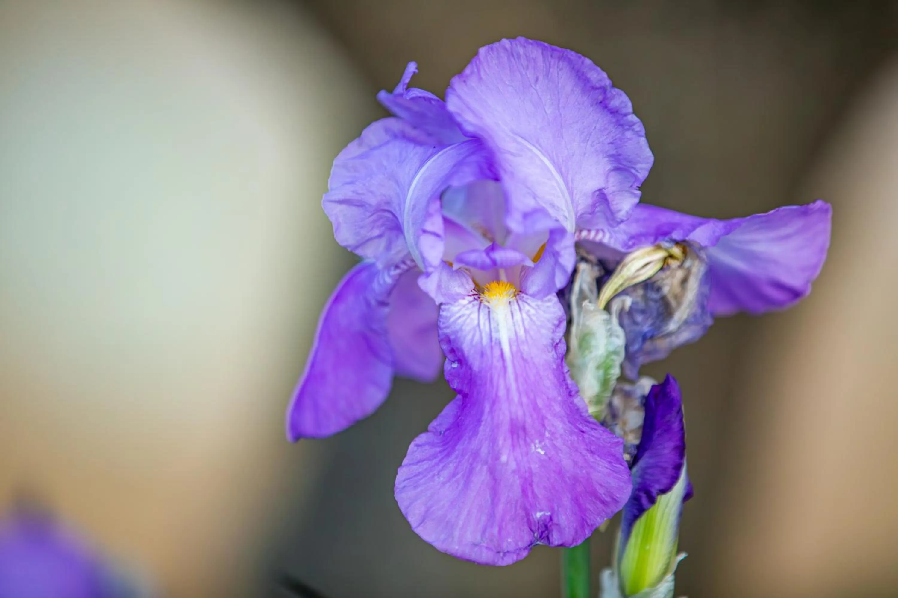 Property building in La Bastide du Mûrier