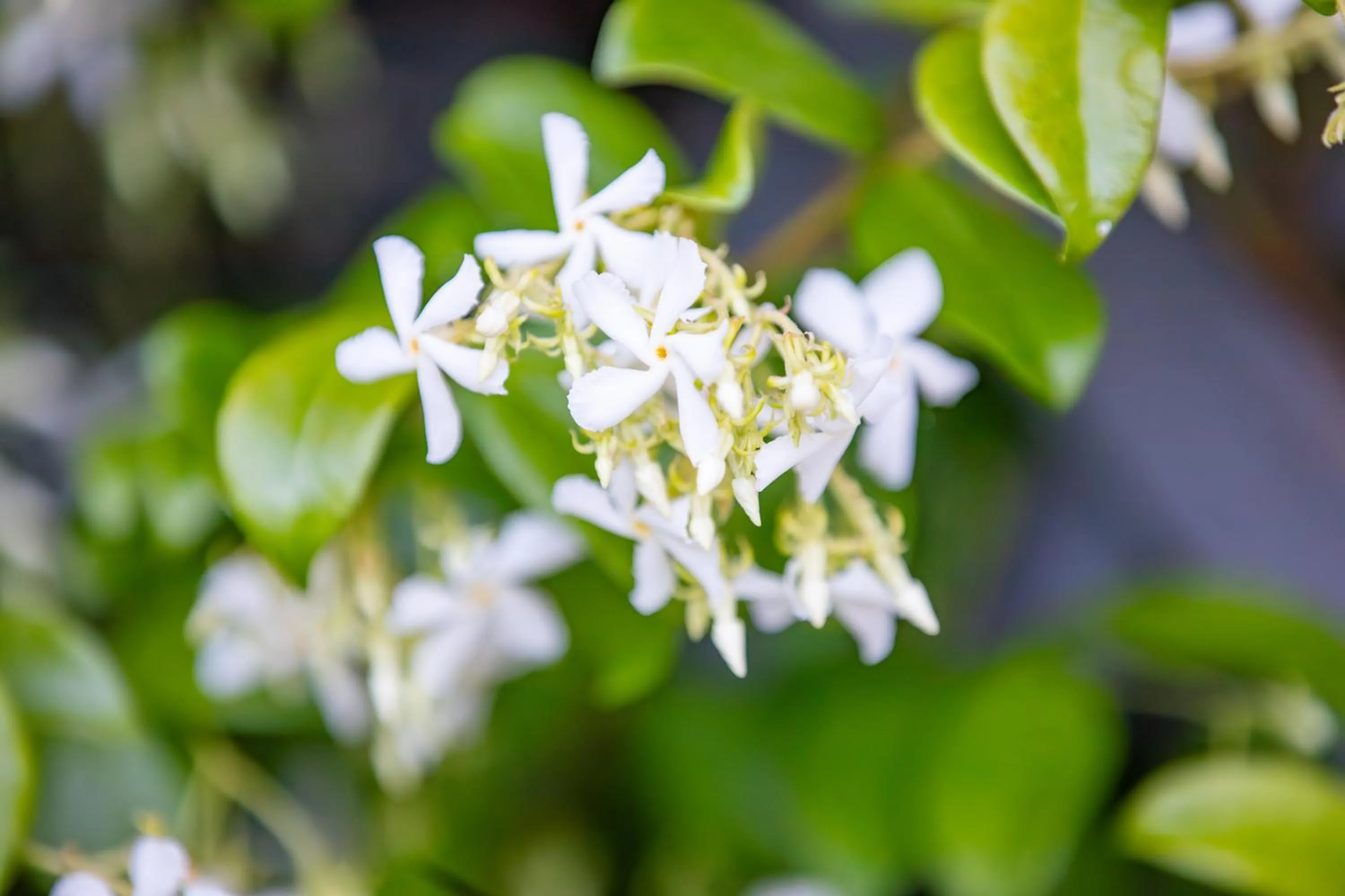 Property building in La Bastide du Mûrier