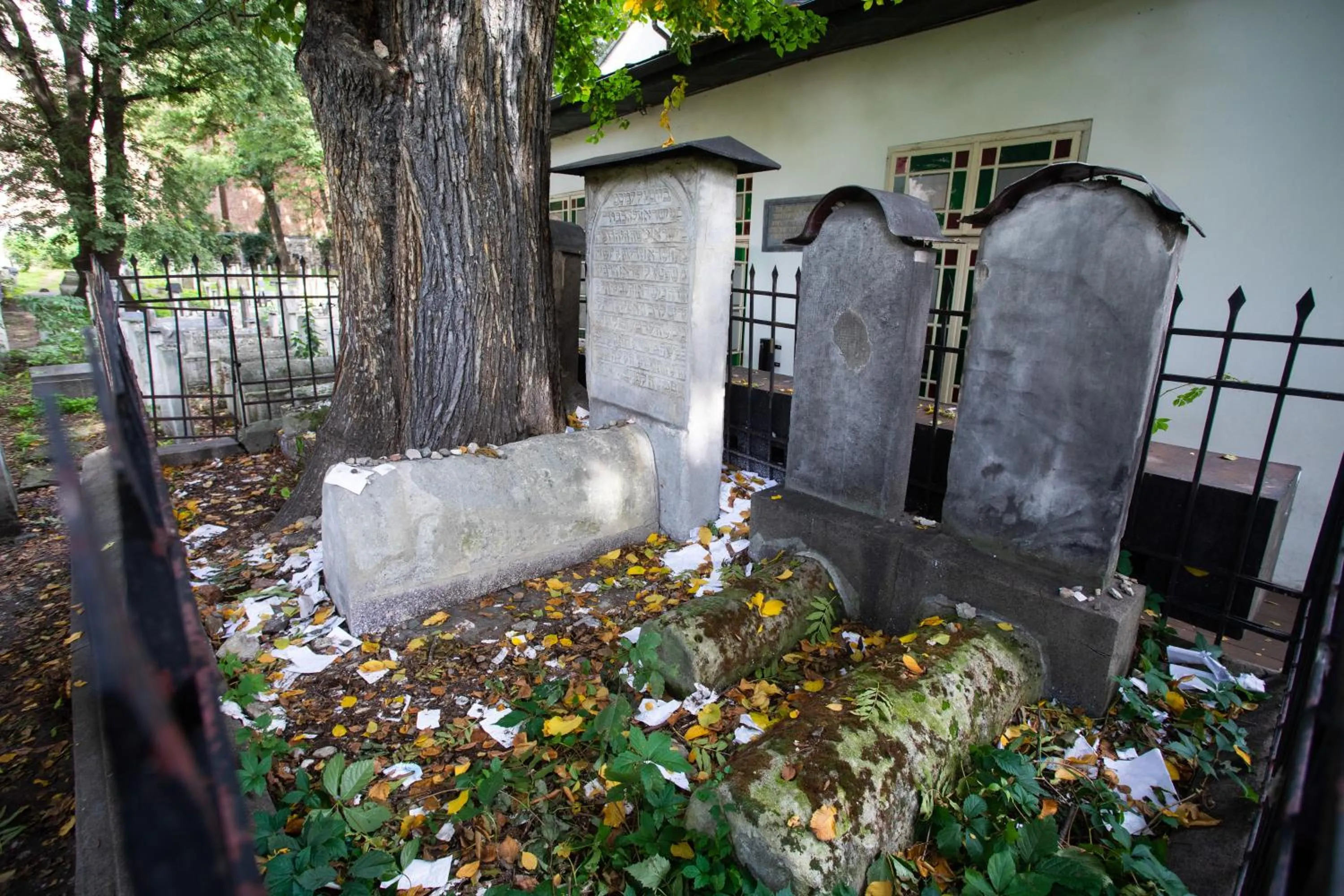 Garden view in David Boutique ApartHotel