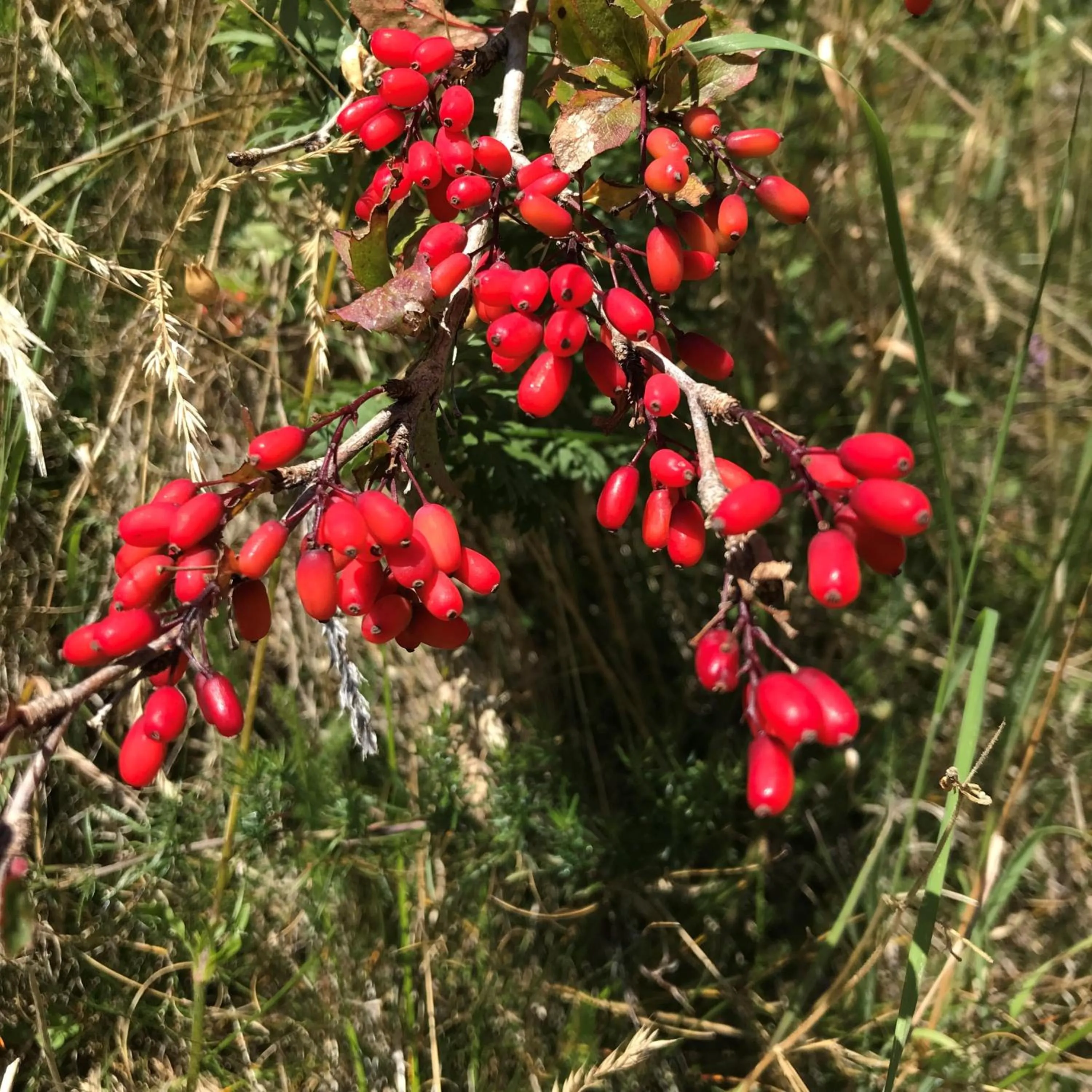 Autumn in Residence Dilitz