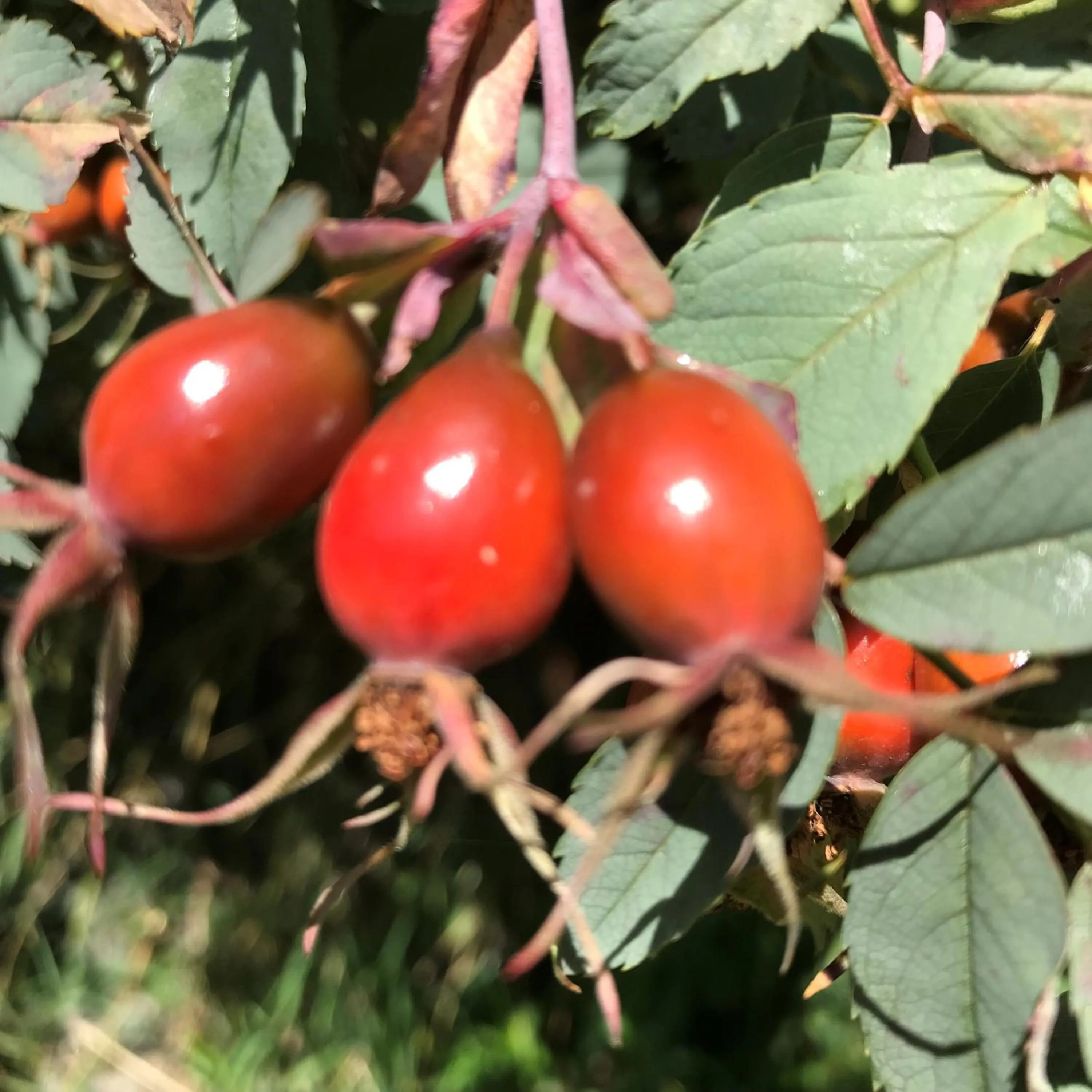 Autumn in Residence Dilitz