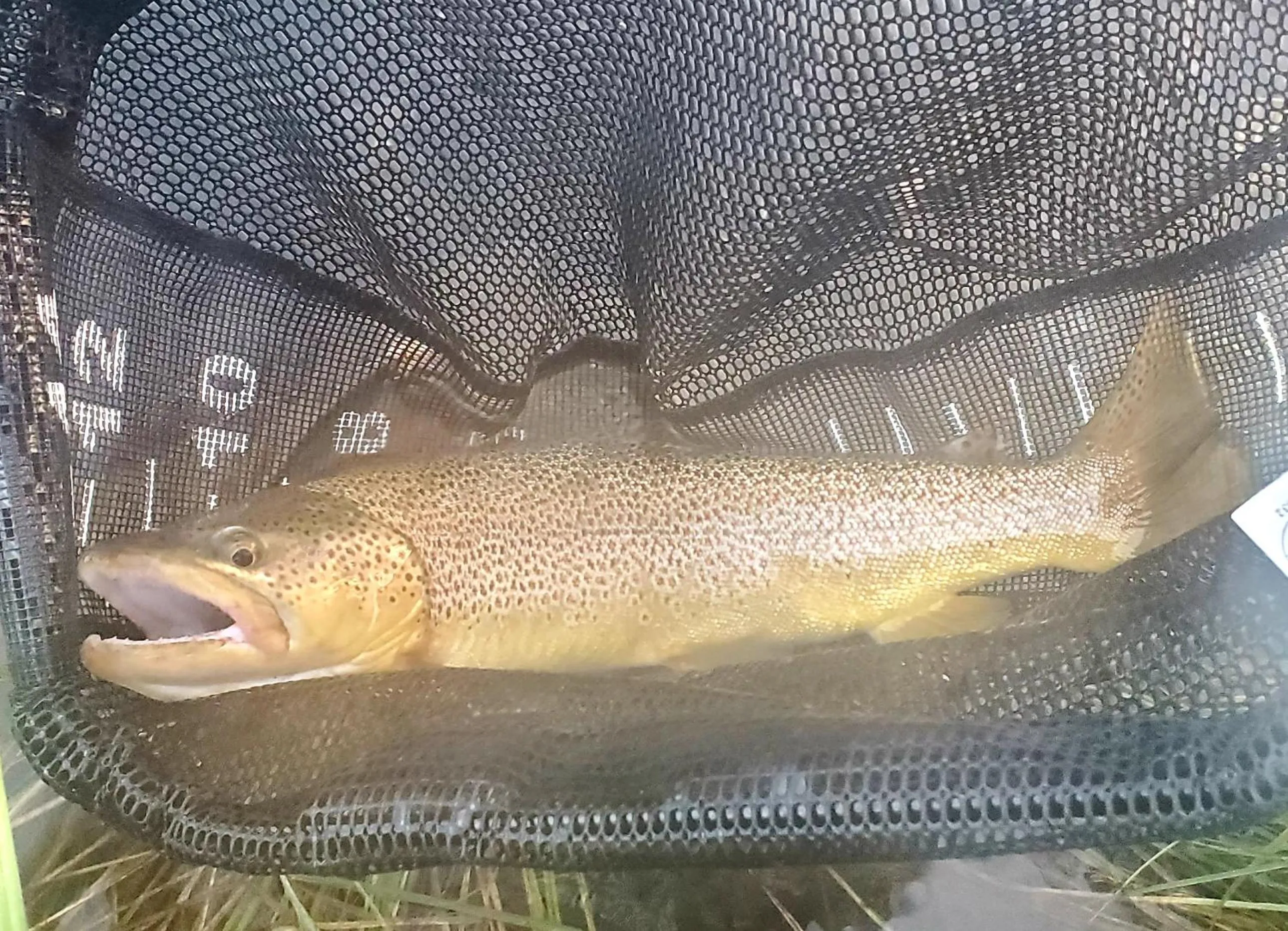 Fishing in Dream Drift Motel