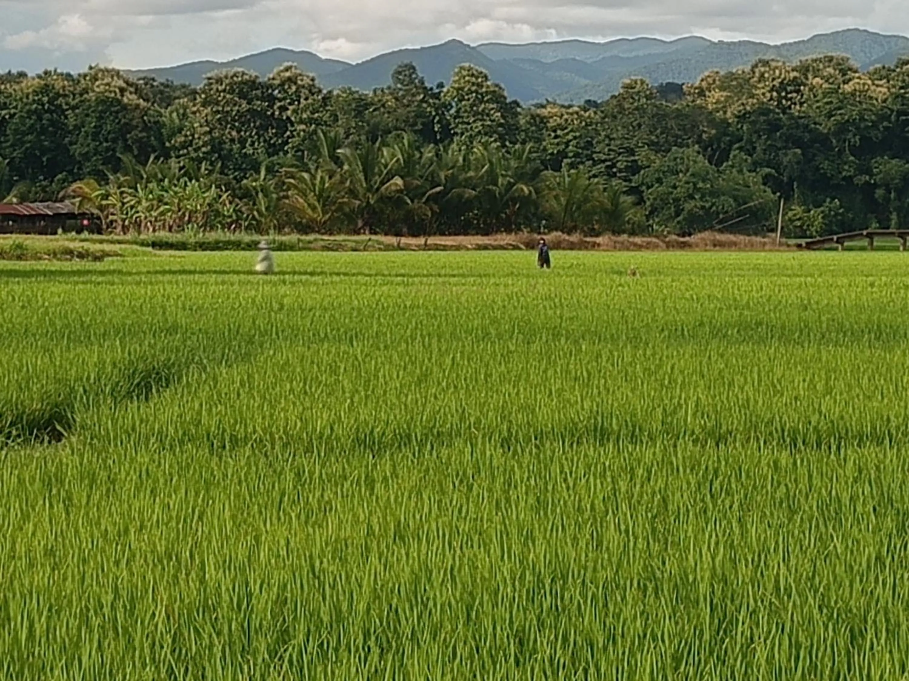 Garden view in THE RIVER RUNS CHIANG KLANG