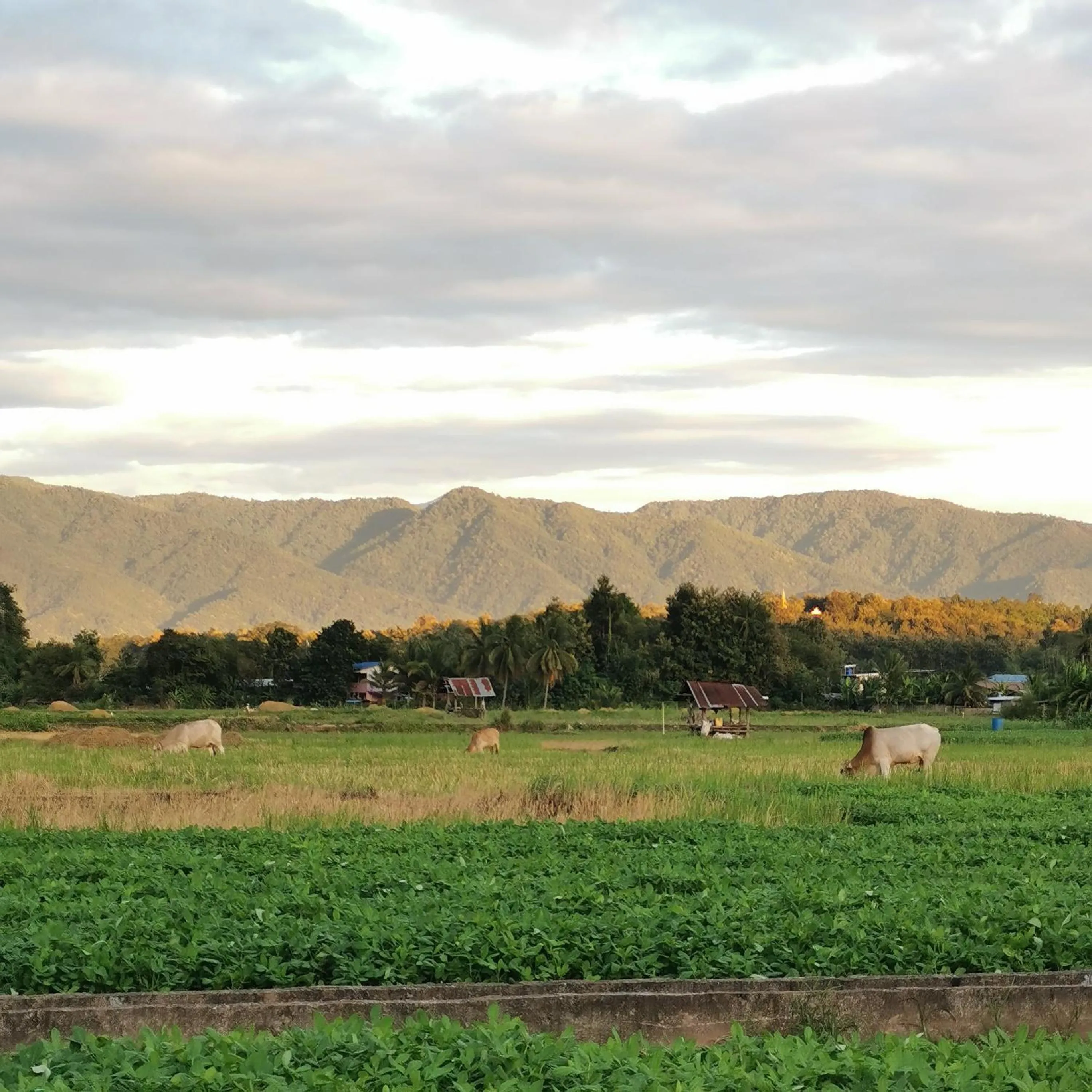 Spring in THE RIVER RUNS CHIANG KLANG