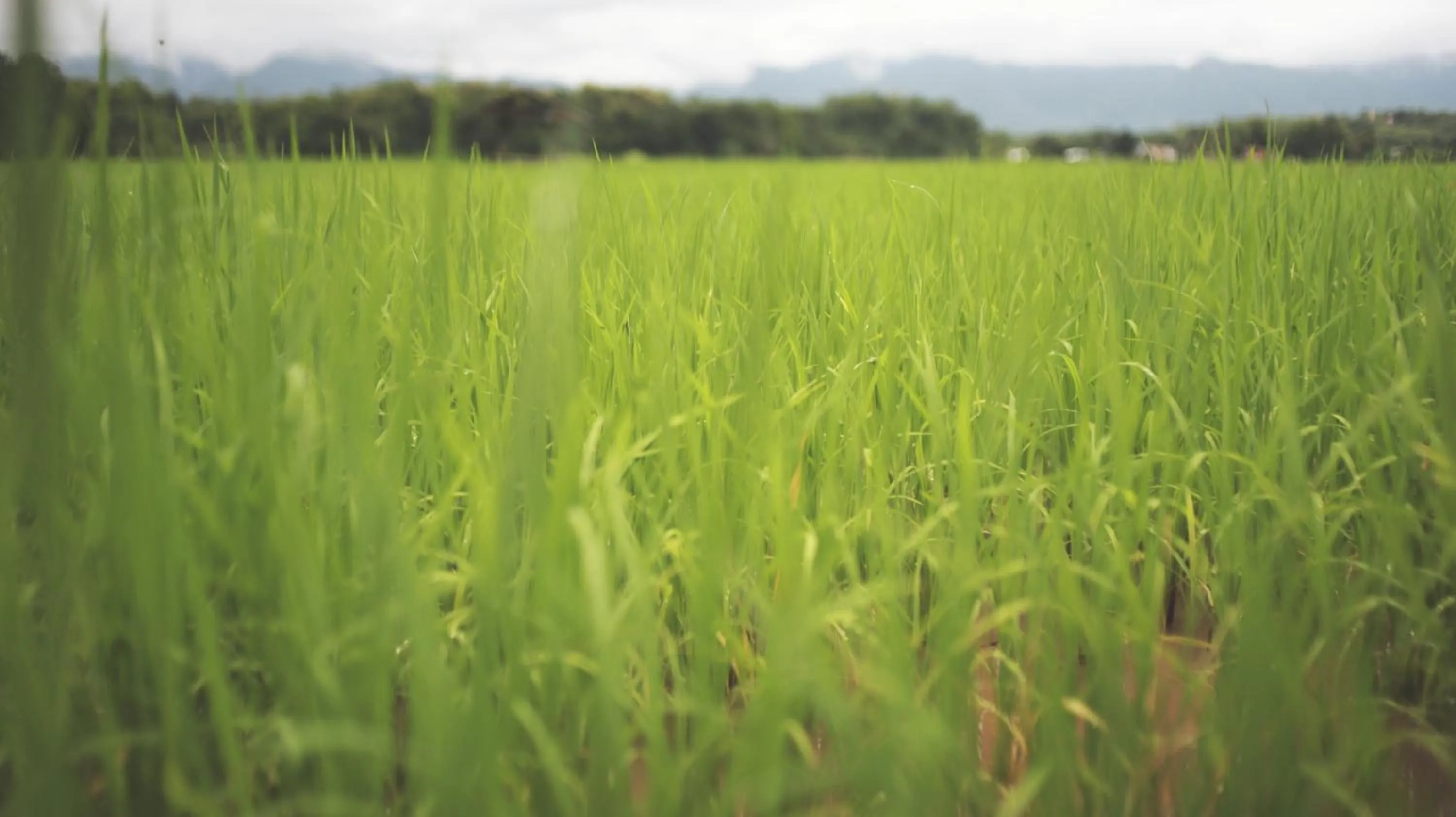 Natural landscape in THE RIVER RUNS CHIANG KLANG