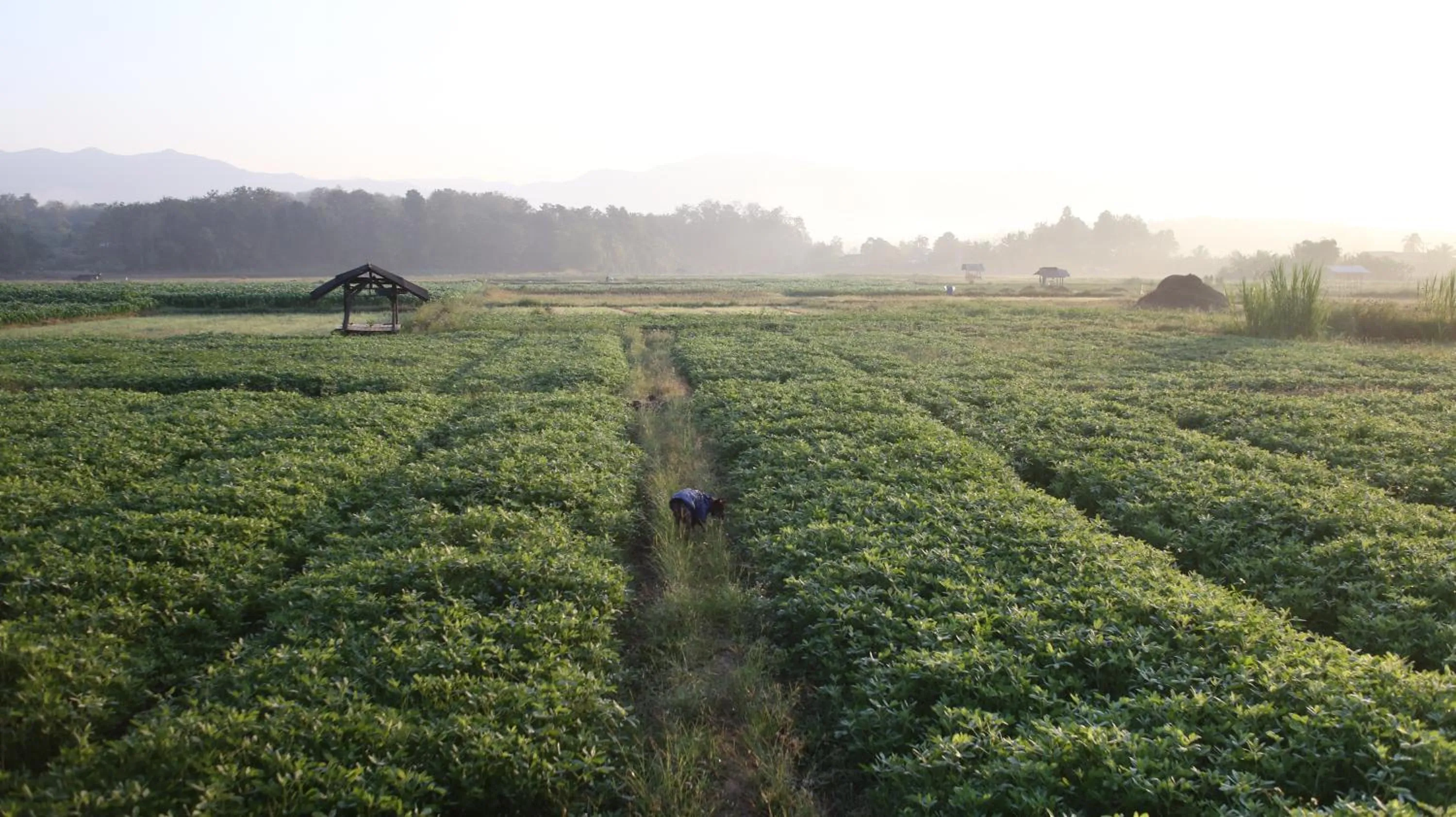 Natural landscape in THE RIVER RUNS CHIANG KLANG