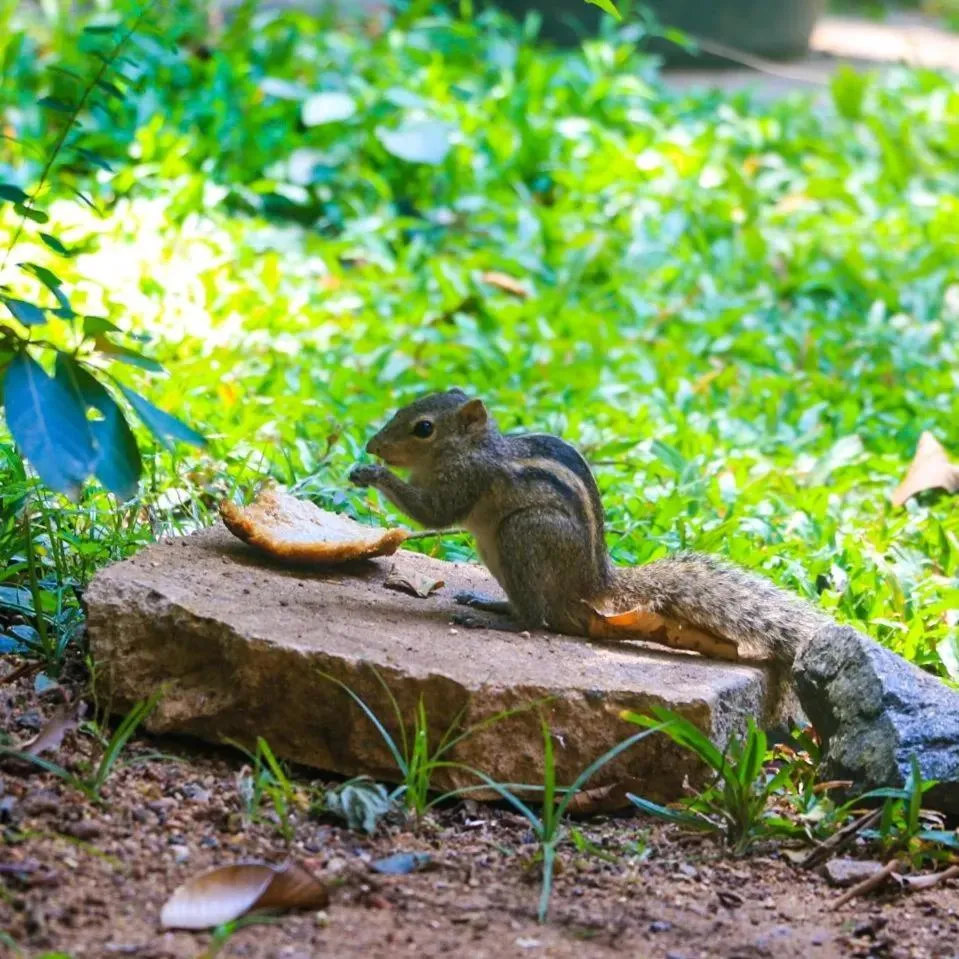 Ayurveda Spring of Life