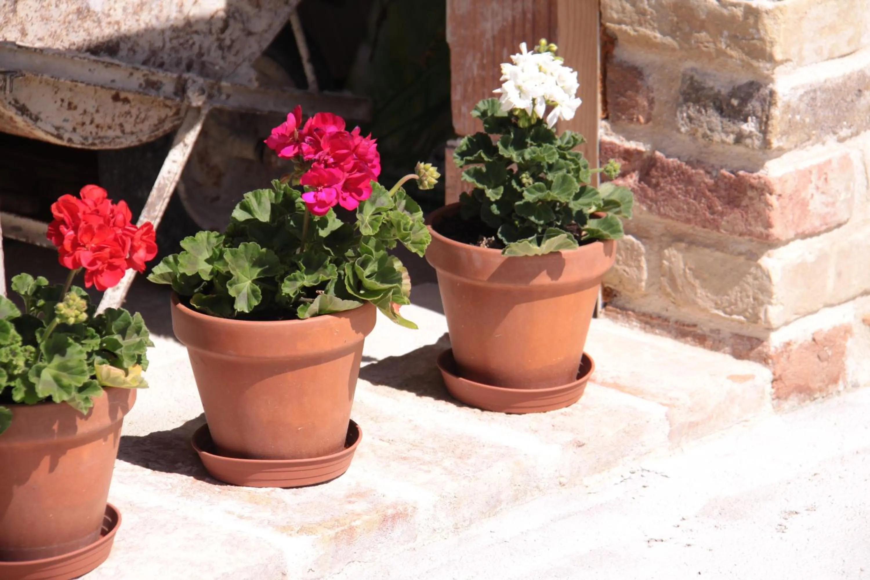 Decorative detail in L'Isola Che Non C'era