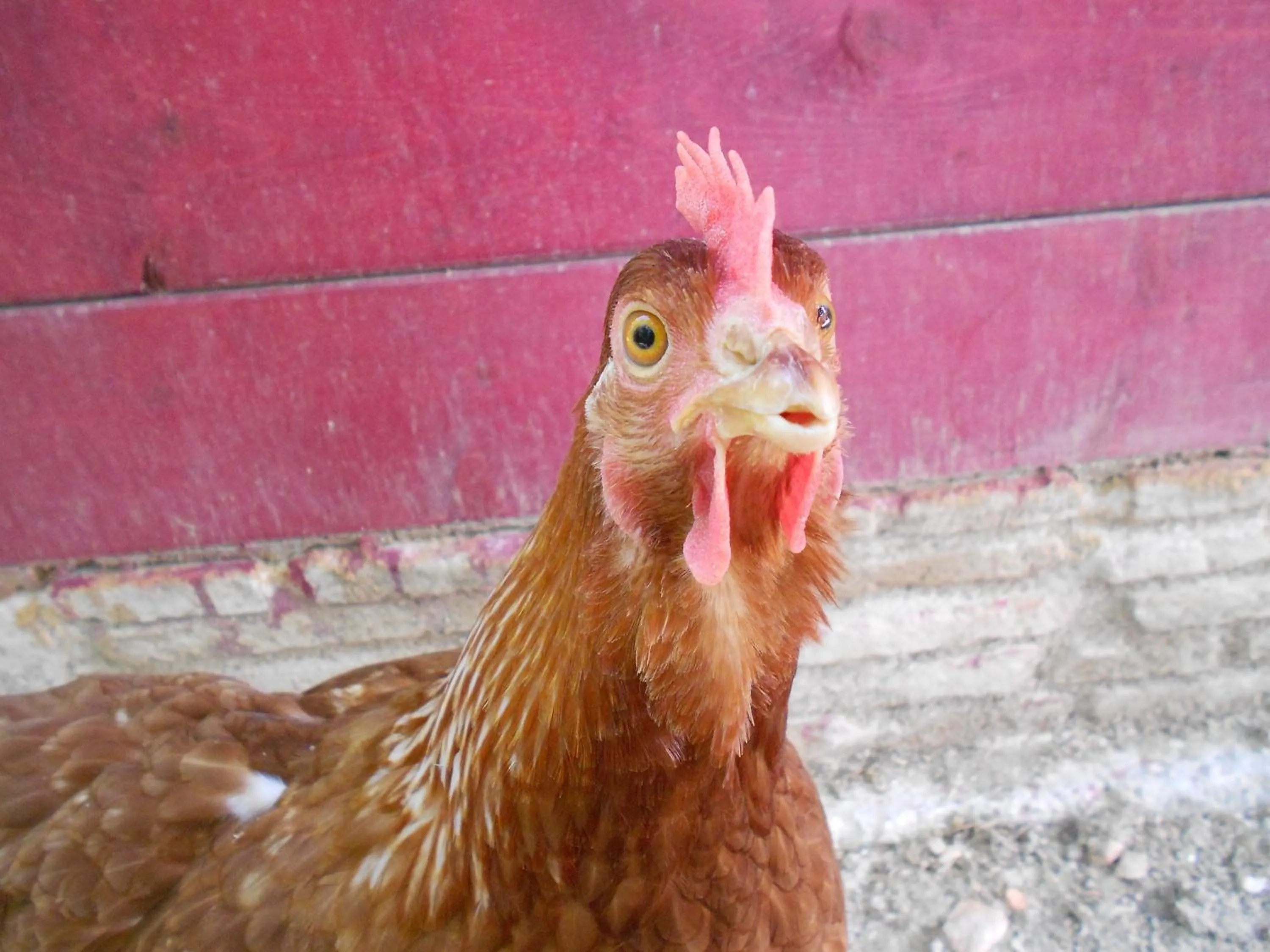 Animals in L'Isola Che Non C'era