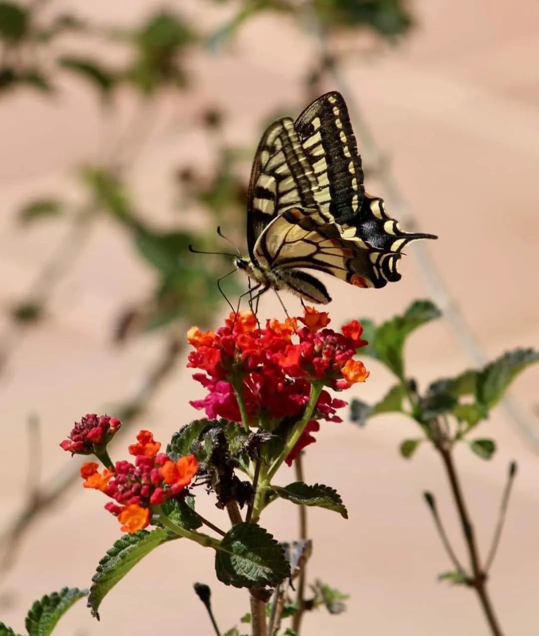 Garden in Bennoc Petit Hotel