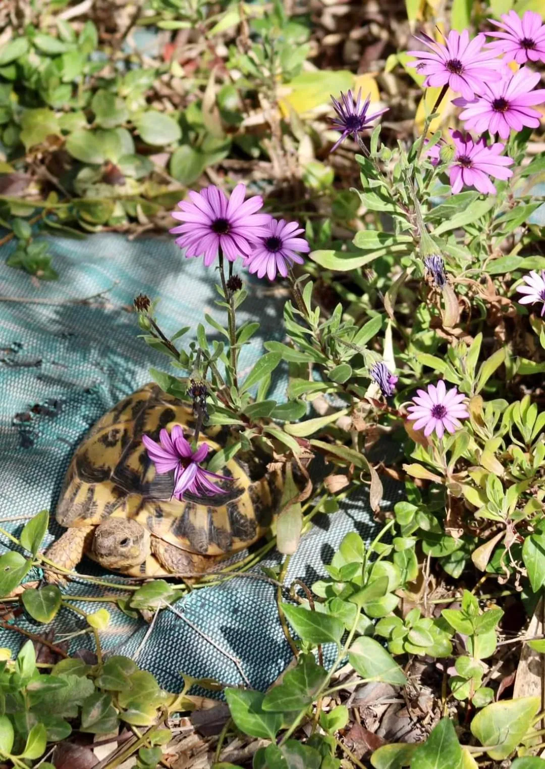 Garden in Bennoc Petit Hotel