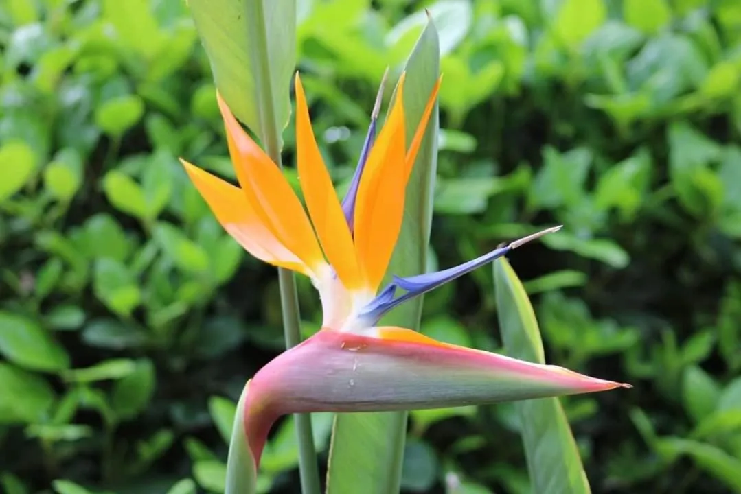 Garden in Bennoc Petit Hotel