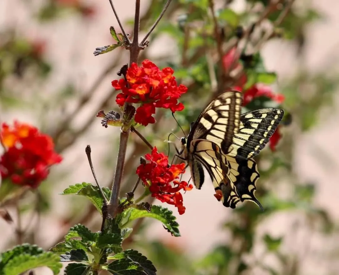Garden in Bennoc Petit Hotel