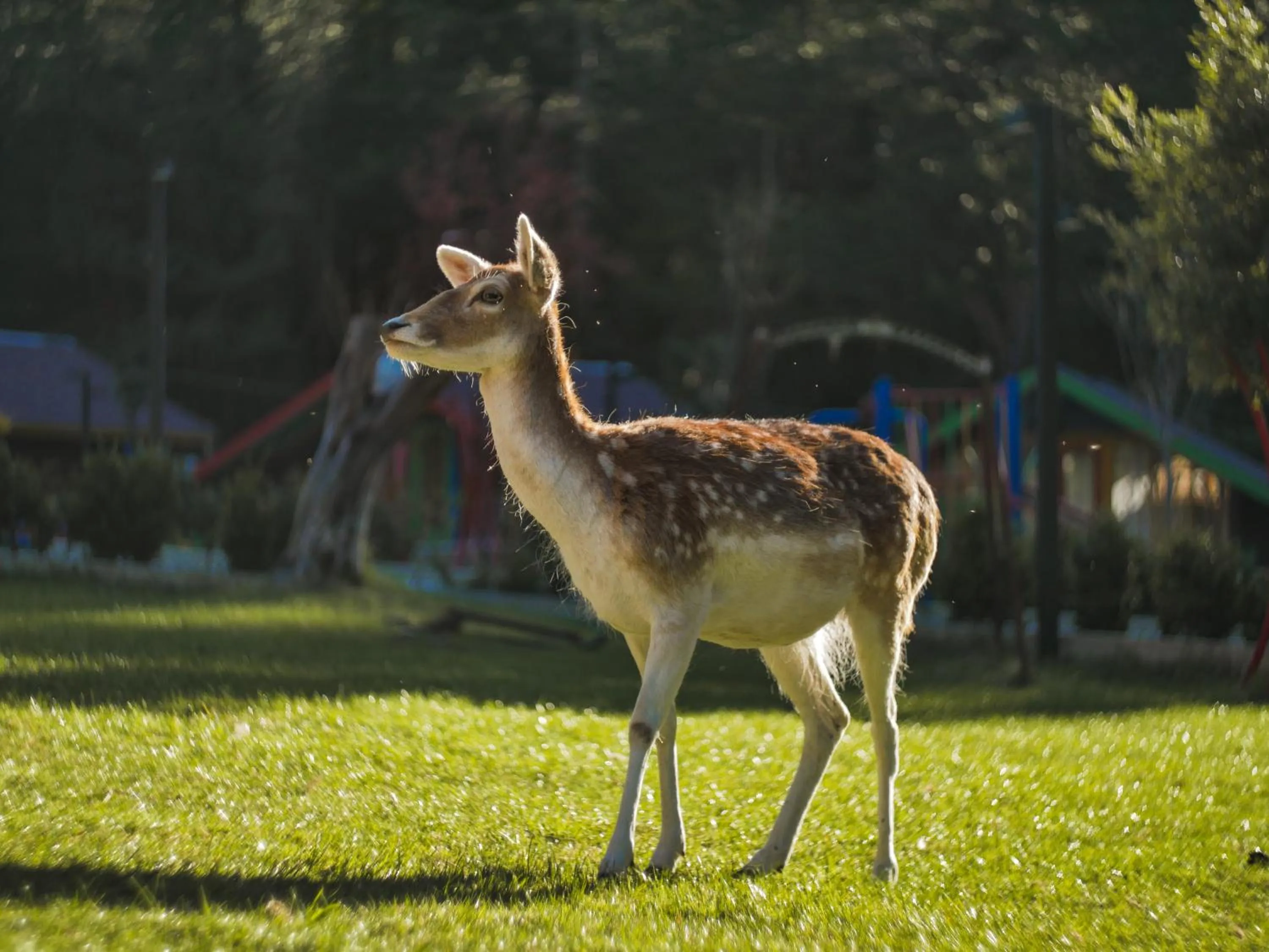 Animals in Te'Dreri - Llogora Tourist Village