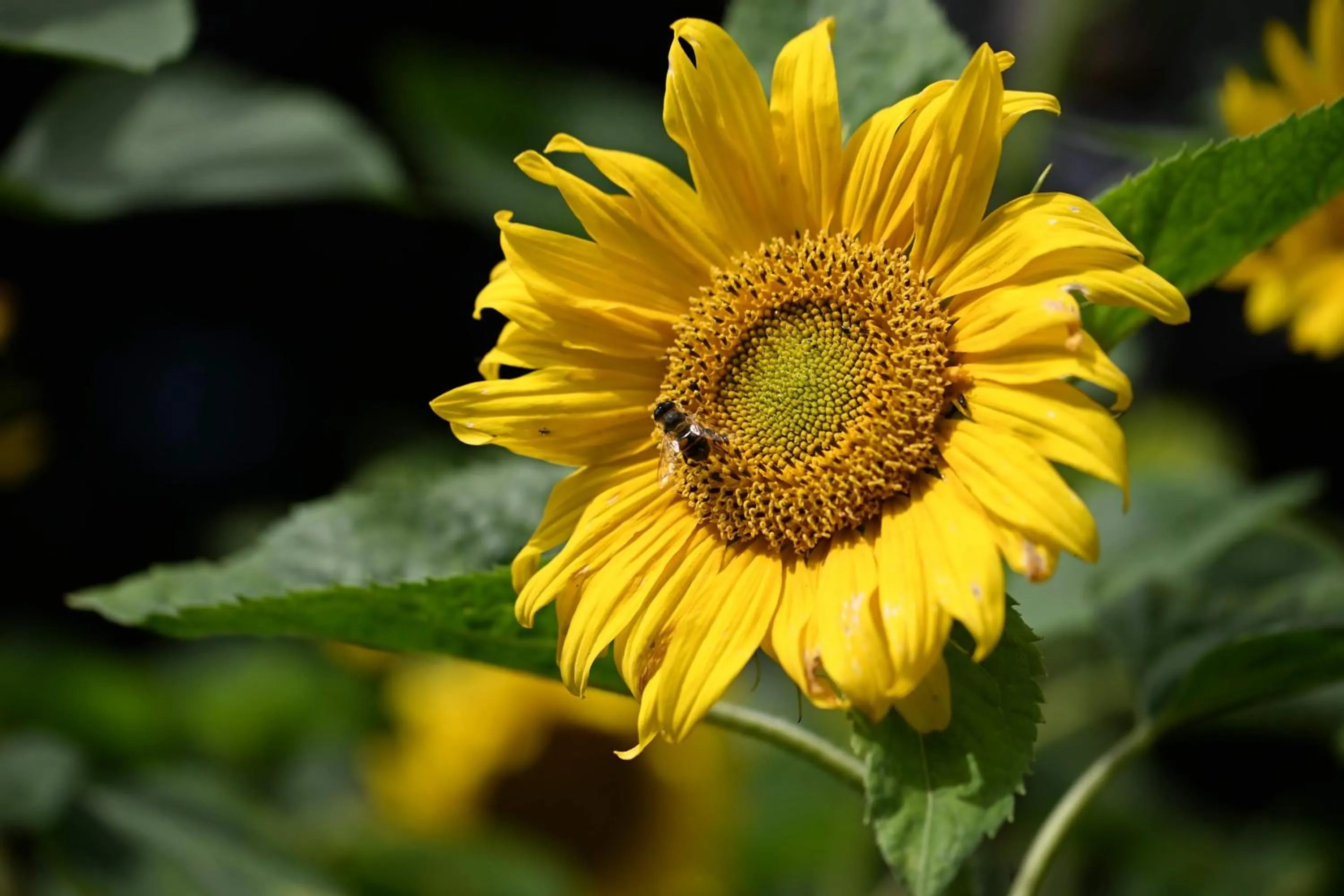 Room 6 - Hawkraft Kulturhotel