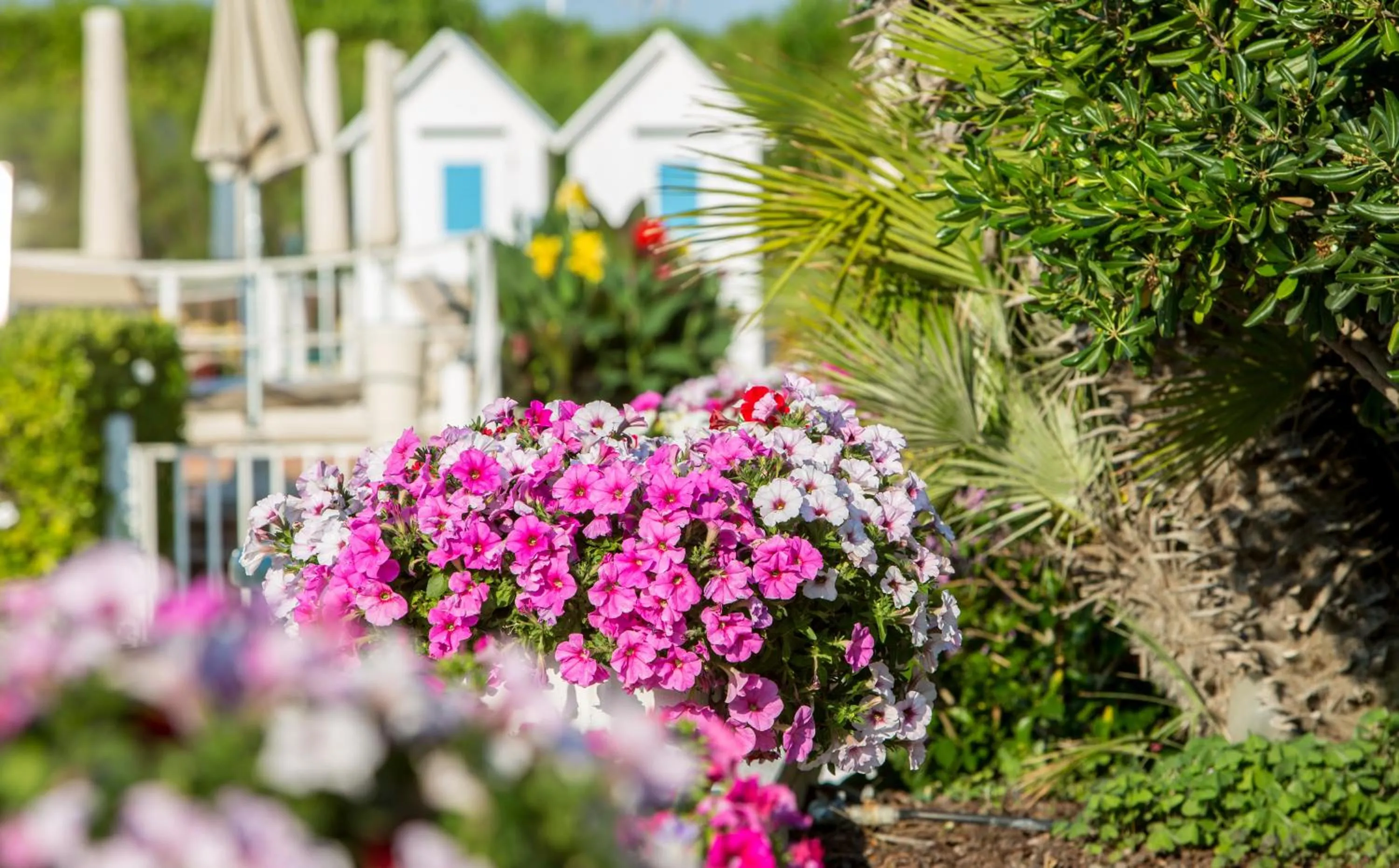 Beach in Hotel Aurora