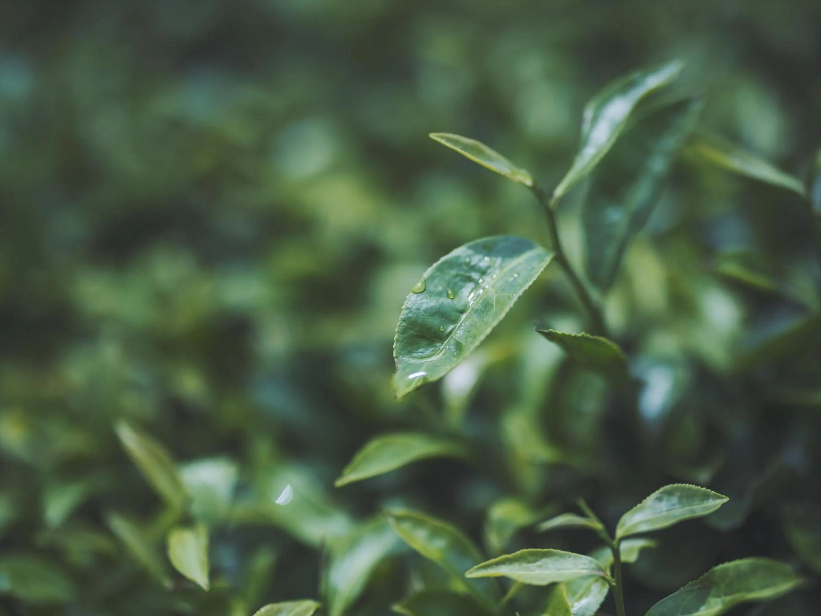 Natural landscape in SOKI Kanazawa