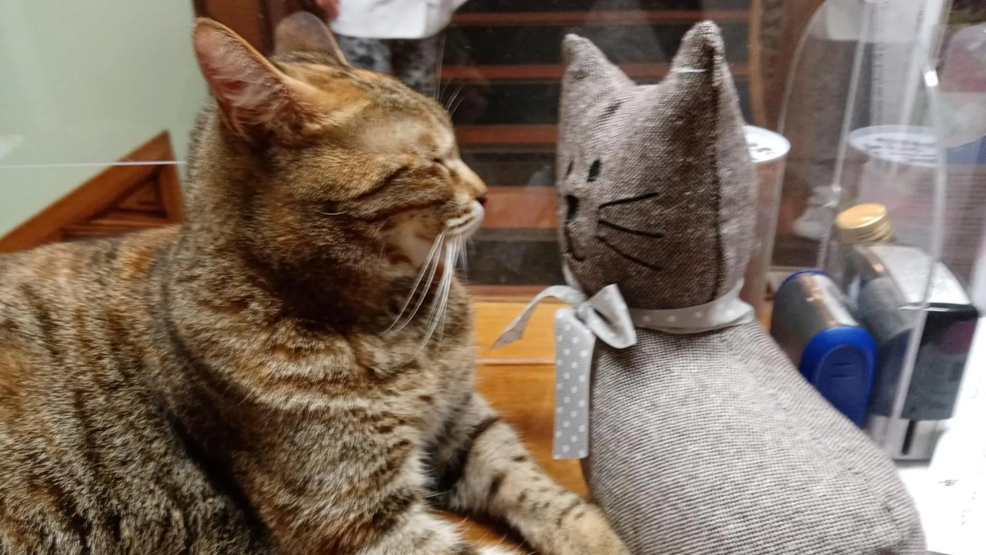 Pets in Hotel Villa Maria