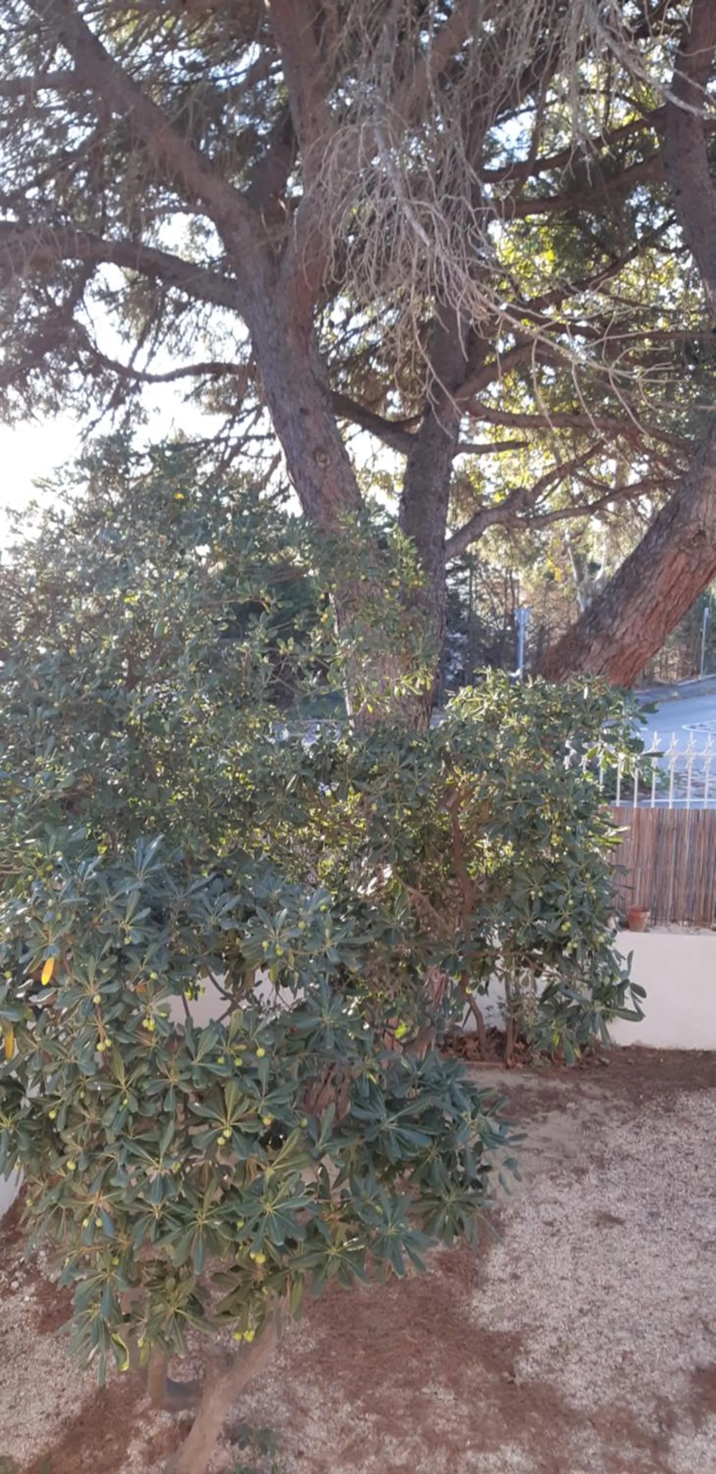 Garden in Le Mas Palegry Chambres d'hôtes Perpignan