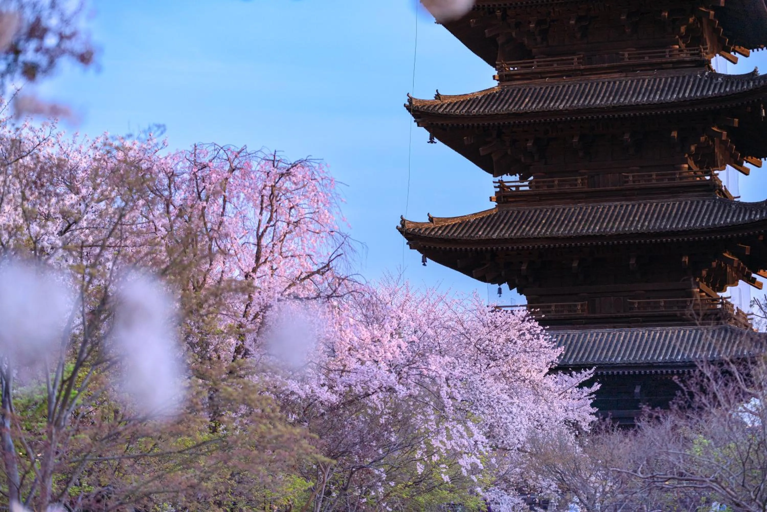 Spring in OMO3 Kyoto Toji by Hoshino Resorts