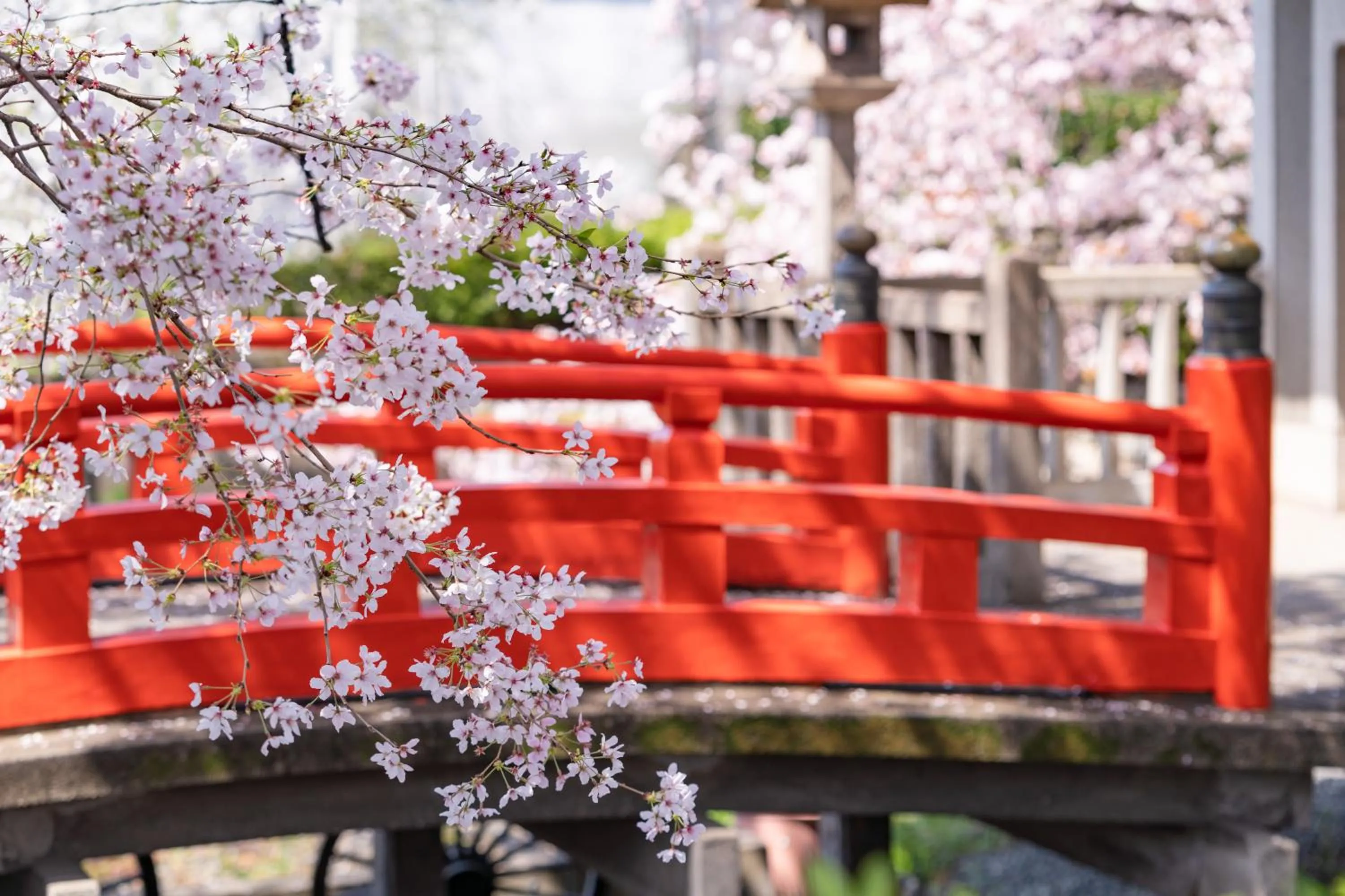 Spring in OMO3 Kyoto Toji by Hoshino Resorts