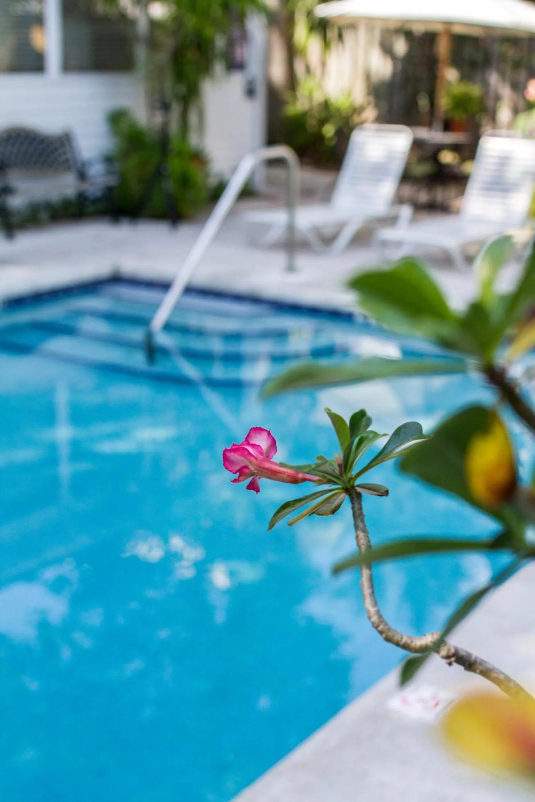 Swimming pool in Rose Lane Villas